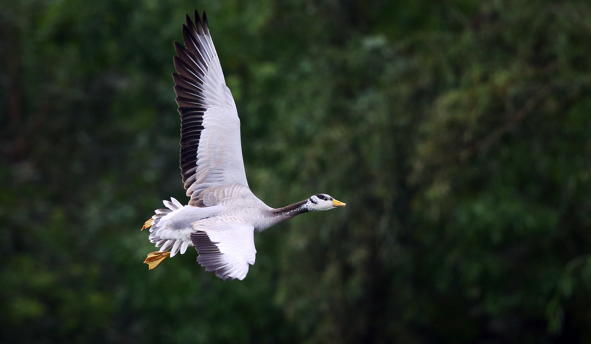 Canon EF 300mm F2.8L IS II USM sample photo. Anser indicus photography