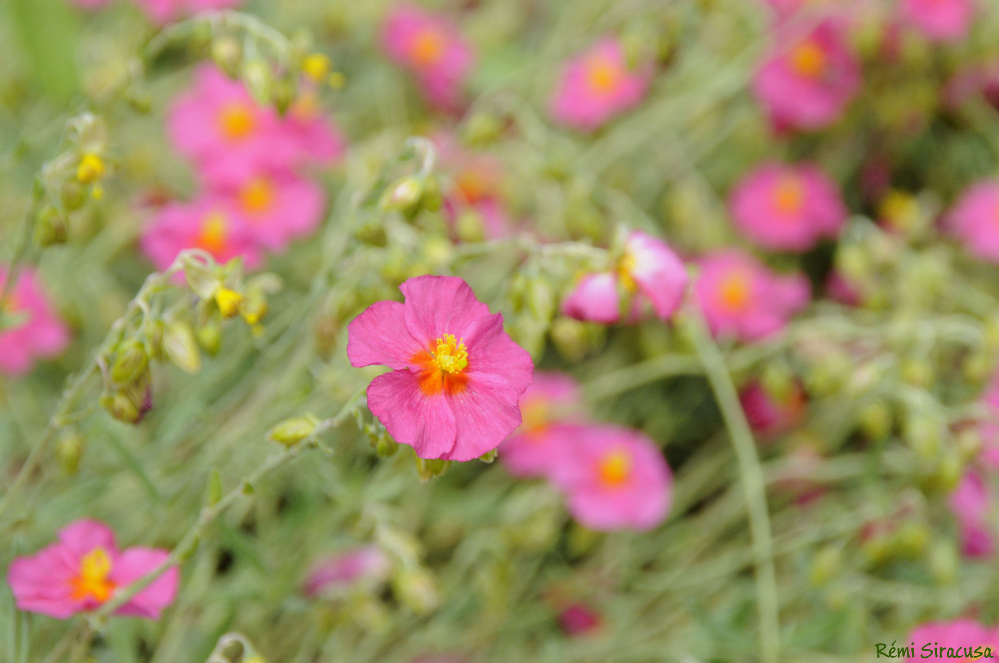 Nikon D300 sample photo. Fleur du jardin photography