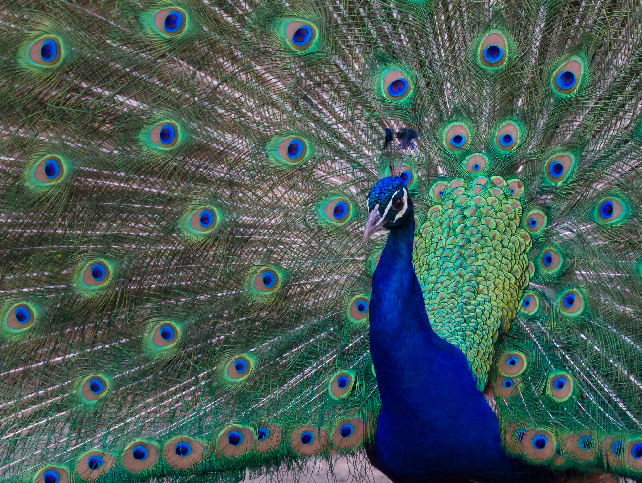 Canon EOS 60D + Tamron SP 35mm F1.8 Di VC USD sample photo. Pretty peacock photography