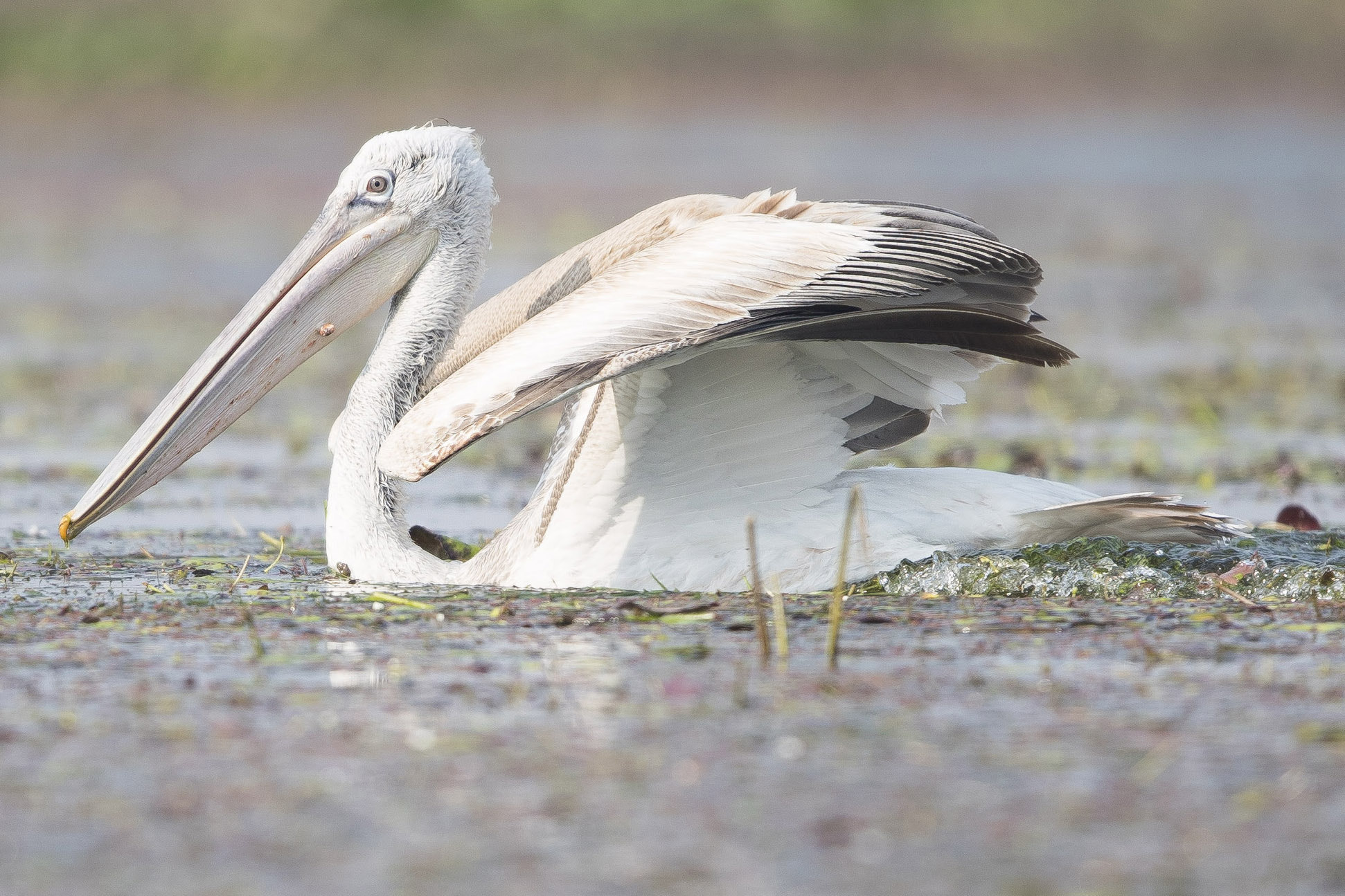 Canon EF 600mm F4L IS II USM sample photo