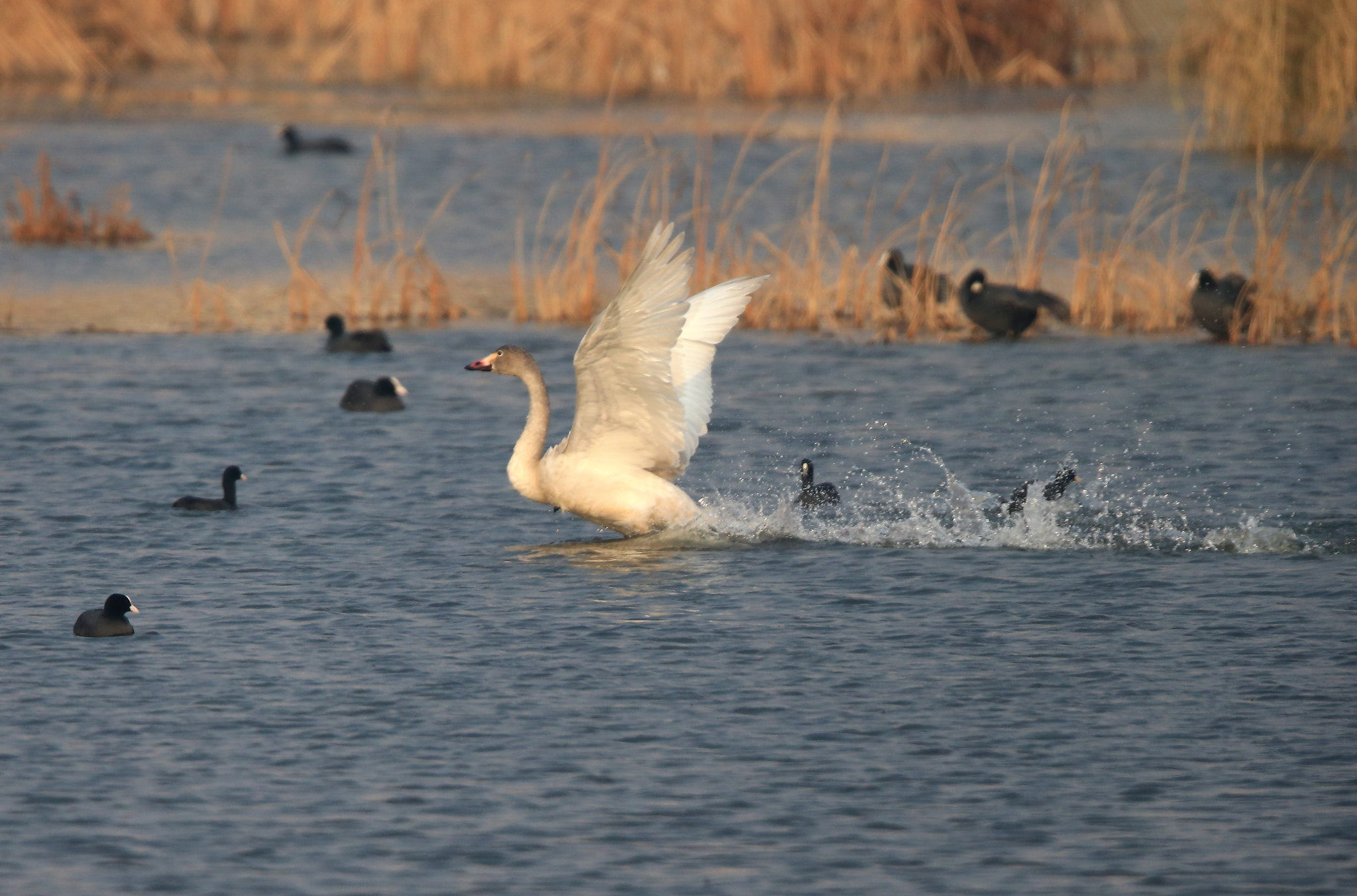 Canon EF 600mm F4L IS II USM sample photo. 799 photography