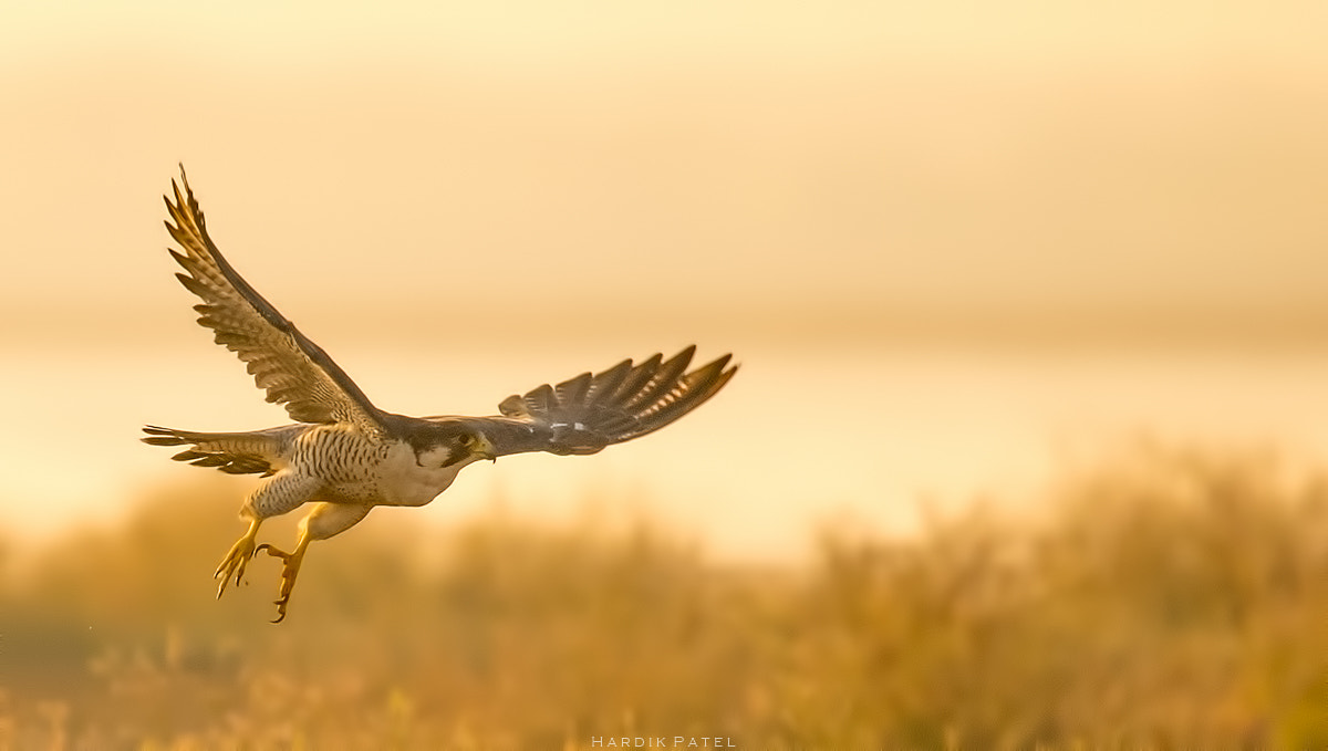 Nikon D5 sample photo. The flight.. photography