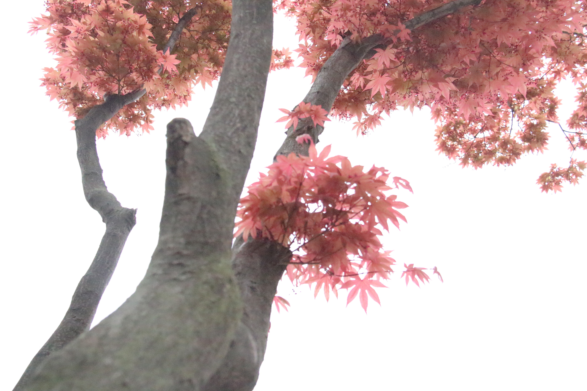 Canon EF-S 18-200mm F3.5-5.6 IS sample photo. 공원에서```고운 애기단풍  ```` photography