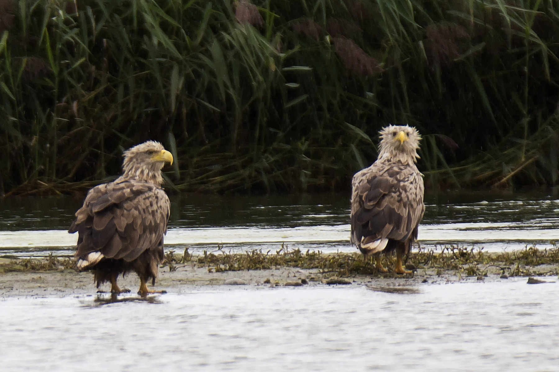 Canon EF 400mm F2.8L IS II USM sample photo. White tailed eagle photography