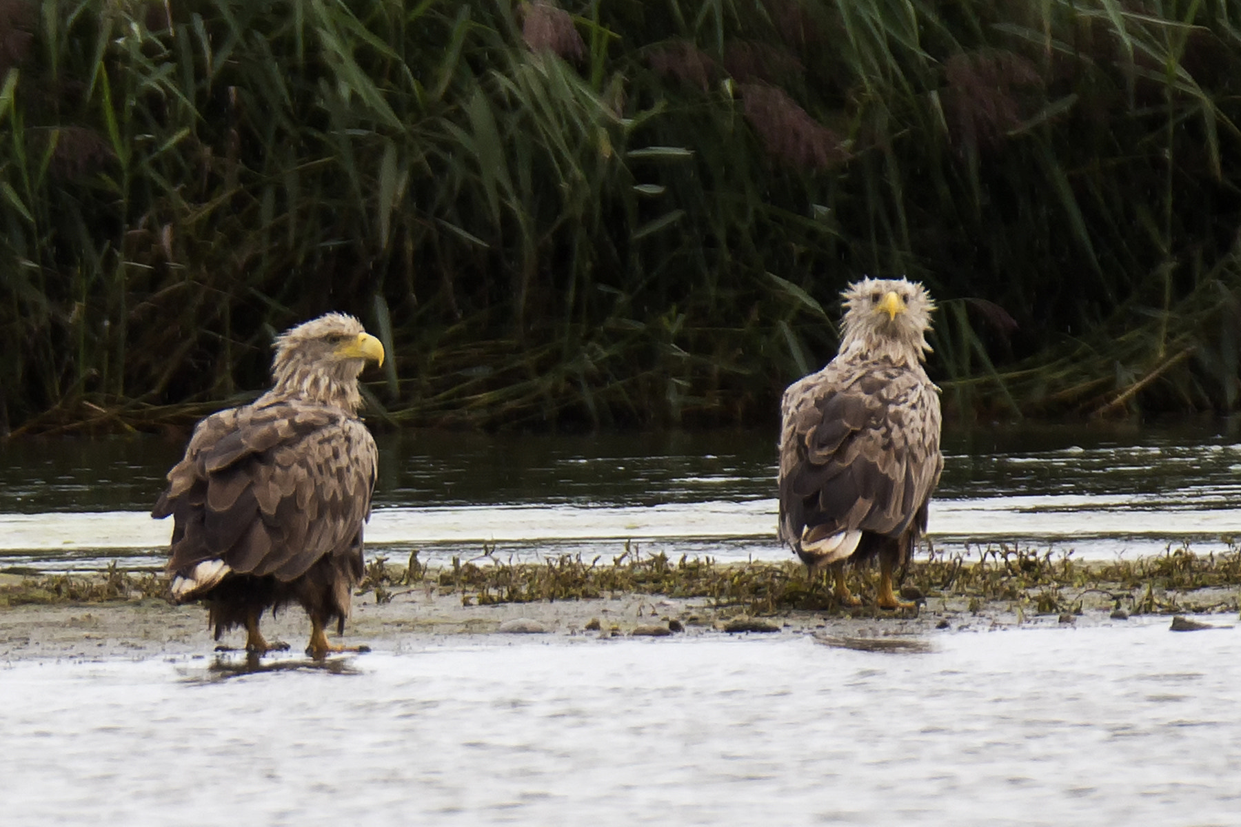 Canon EOS-1D X + Canon EF 400mm F2.8L IS II USM sample photo. White tailed eagle photography