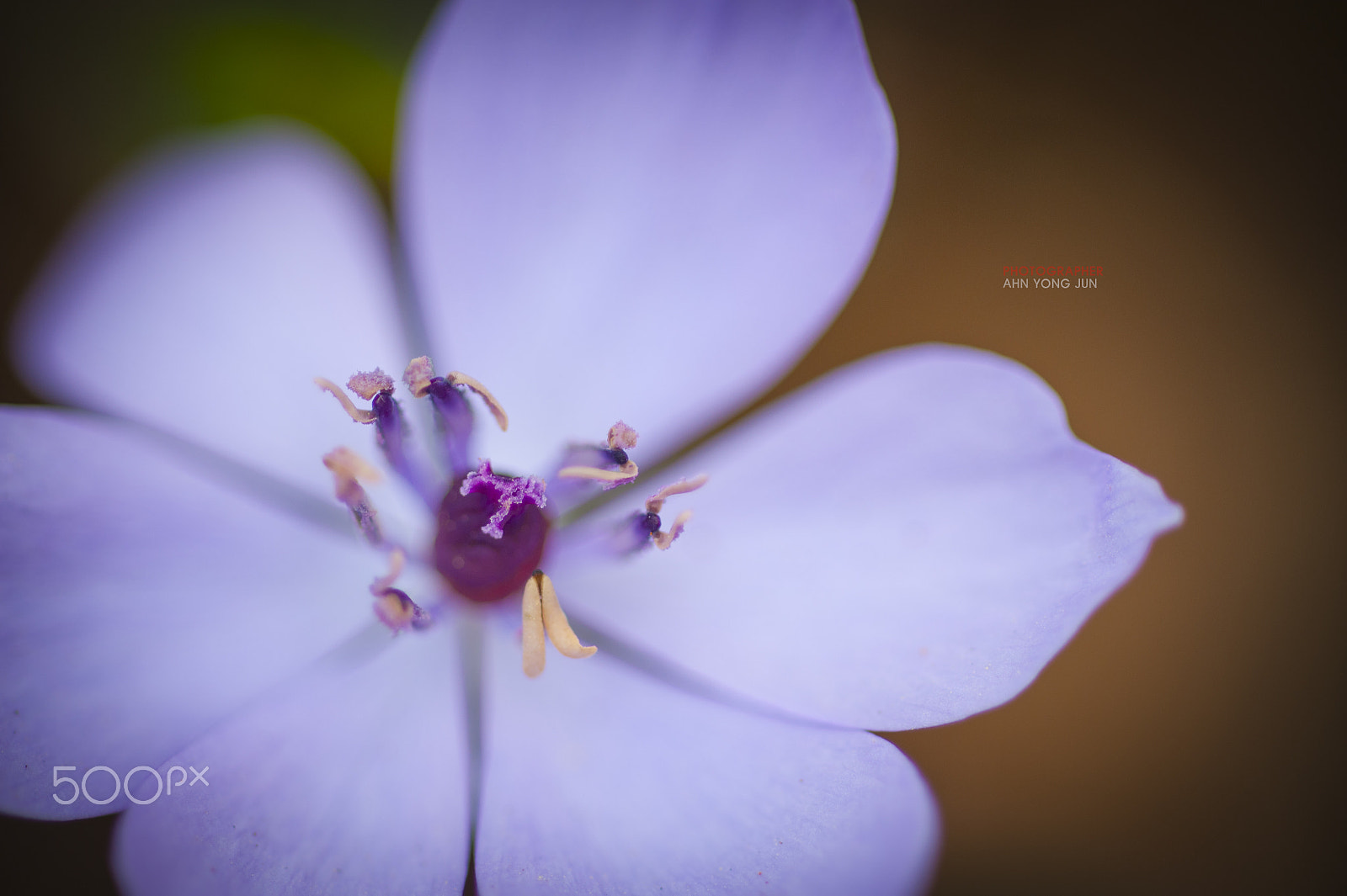 Nikon D3 + AF Micro-Nikkor 105mm f/2.8 sample photo. Mildly purple flower - twin leaf photography