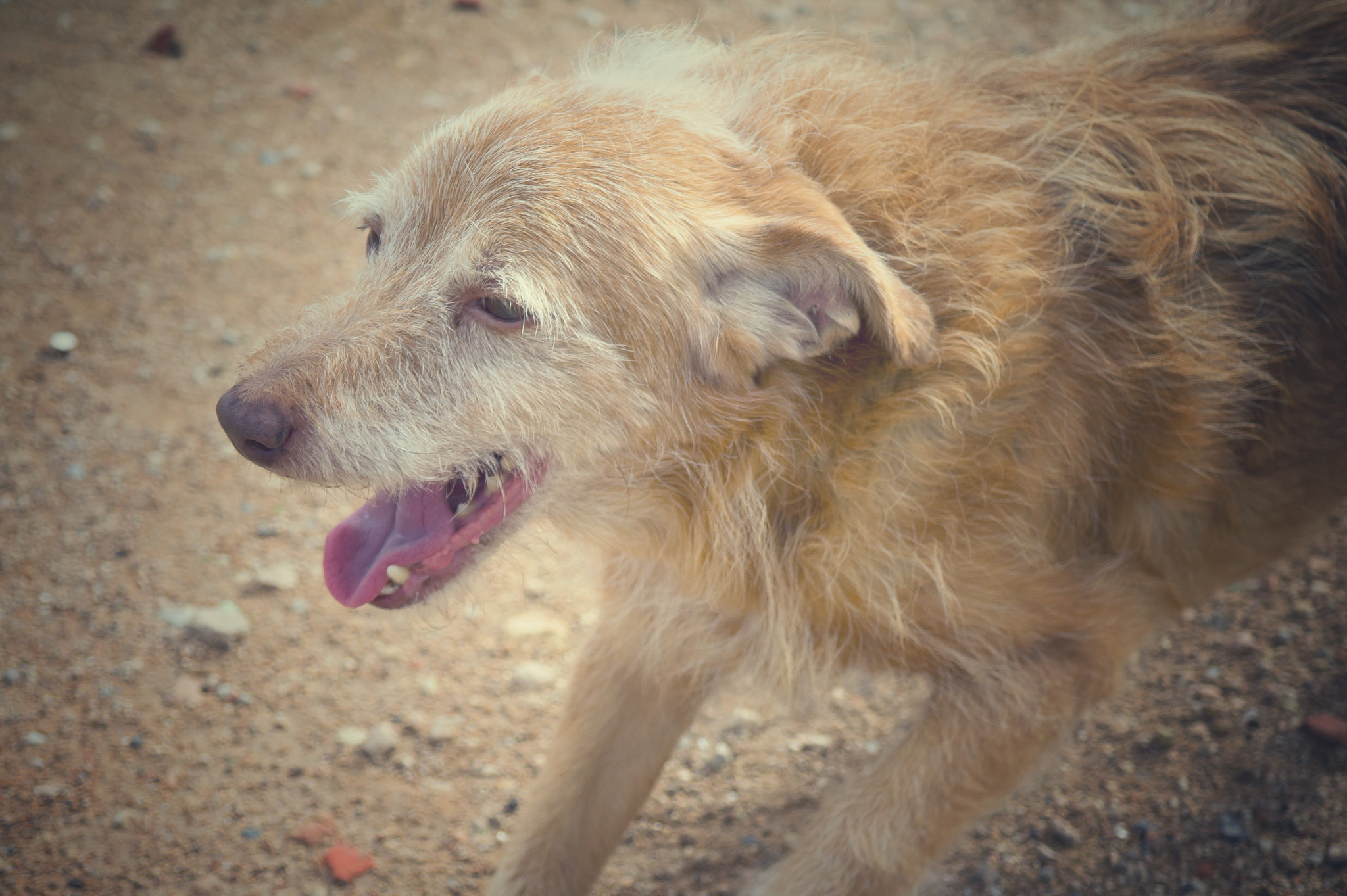 Samsung NX 18-55mm F3.5-5.6 OIS sample photo. Dino photography
