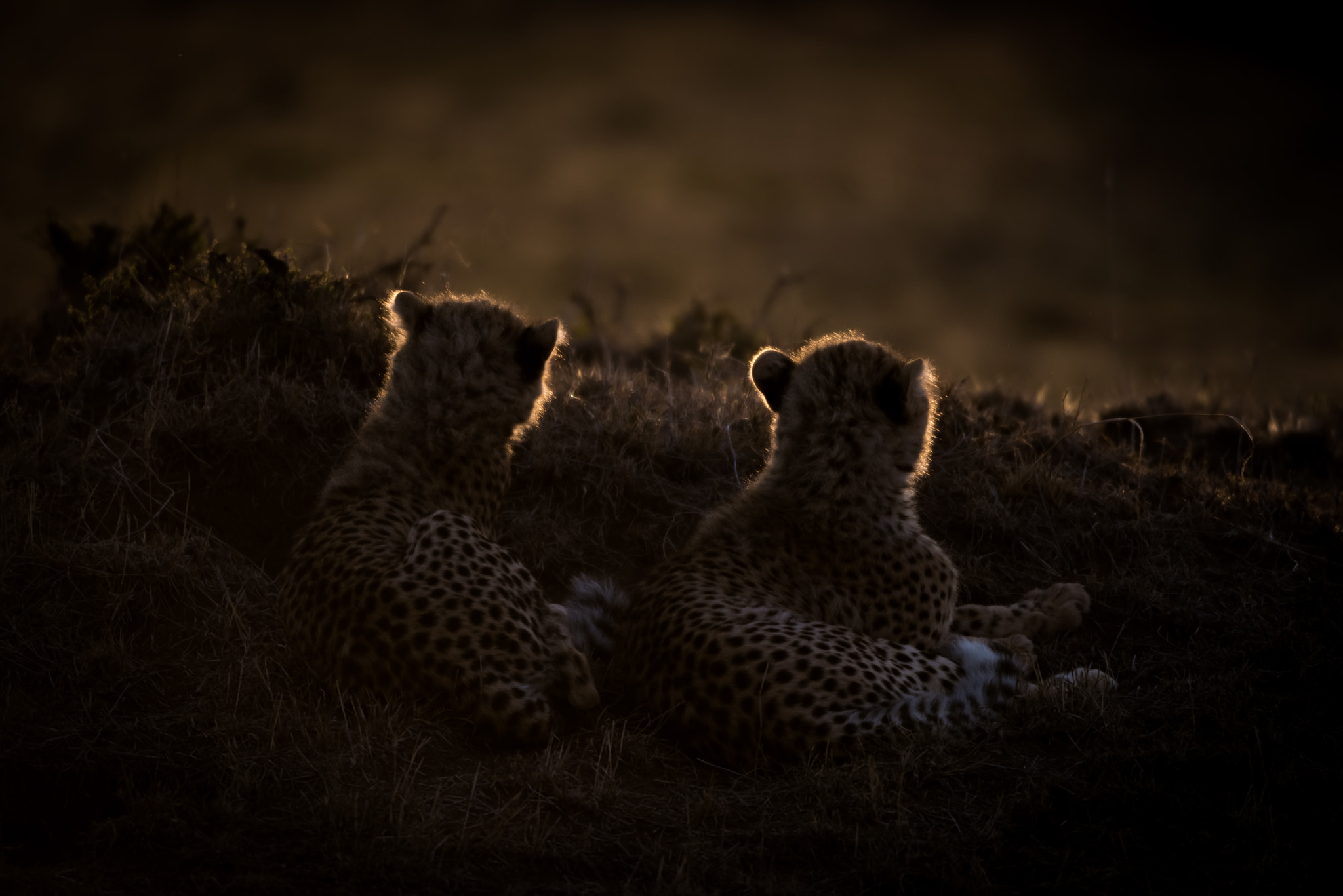 Nikon D810 sample photo. Cheetah dawn photography