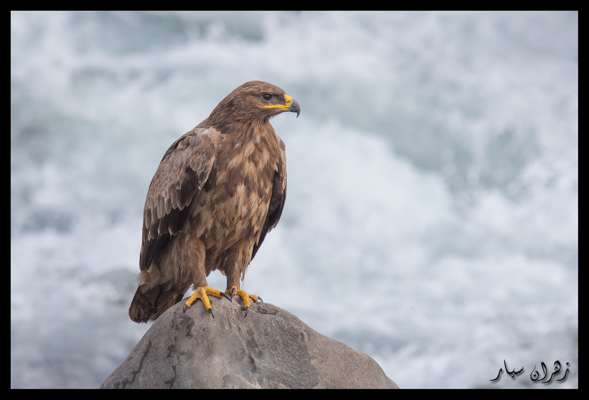 Nikon D500 + Nikon AF-S Nikkor 600mm F4G ED VR sample photo. Emperor on throne ! photography