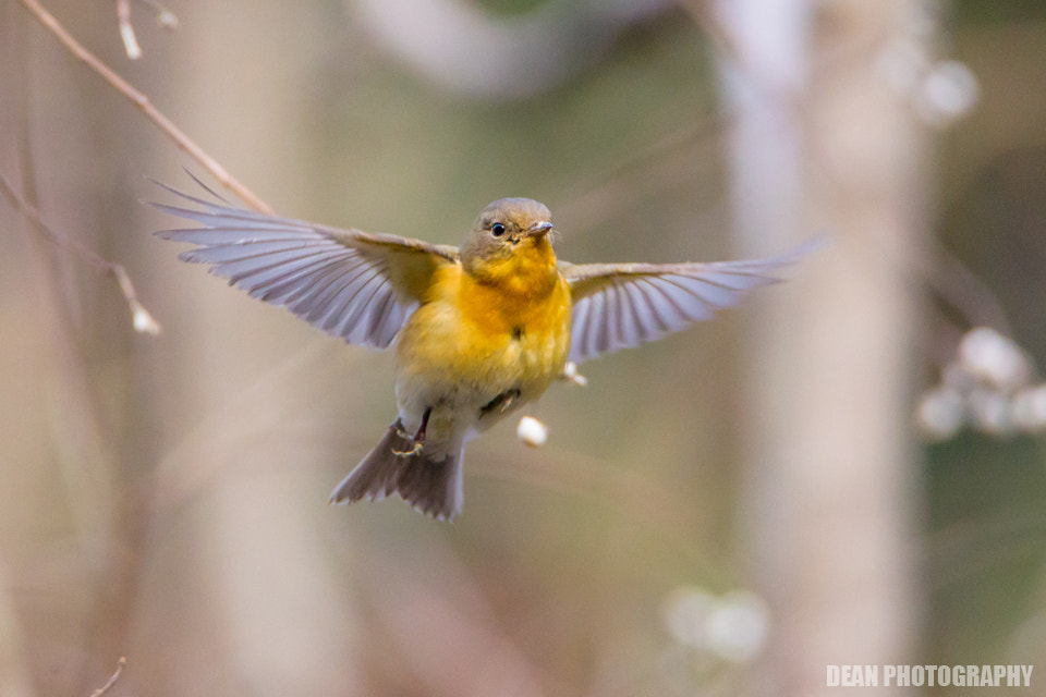 Canon EOS-1D Mark IV sample photo. Flying photography