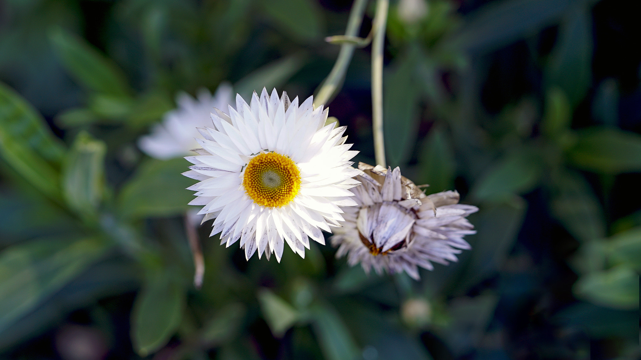 Sony a7S II + Sony FE 90mm F2.8 Macro G OSS sample photo. Tomboy photography