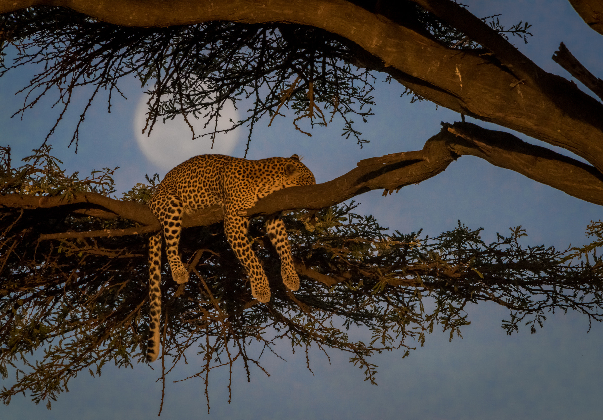 Nikon D810 sample photo. Moon rise leopard photography