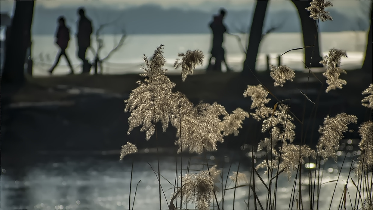 Sony a7R II + Canon EF 40mm F2.8 STM sample photo. 温克寒 photography