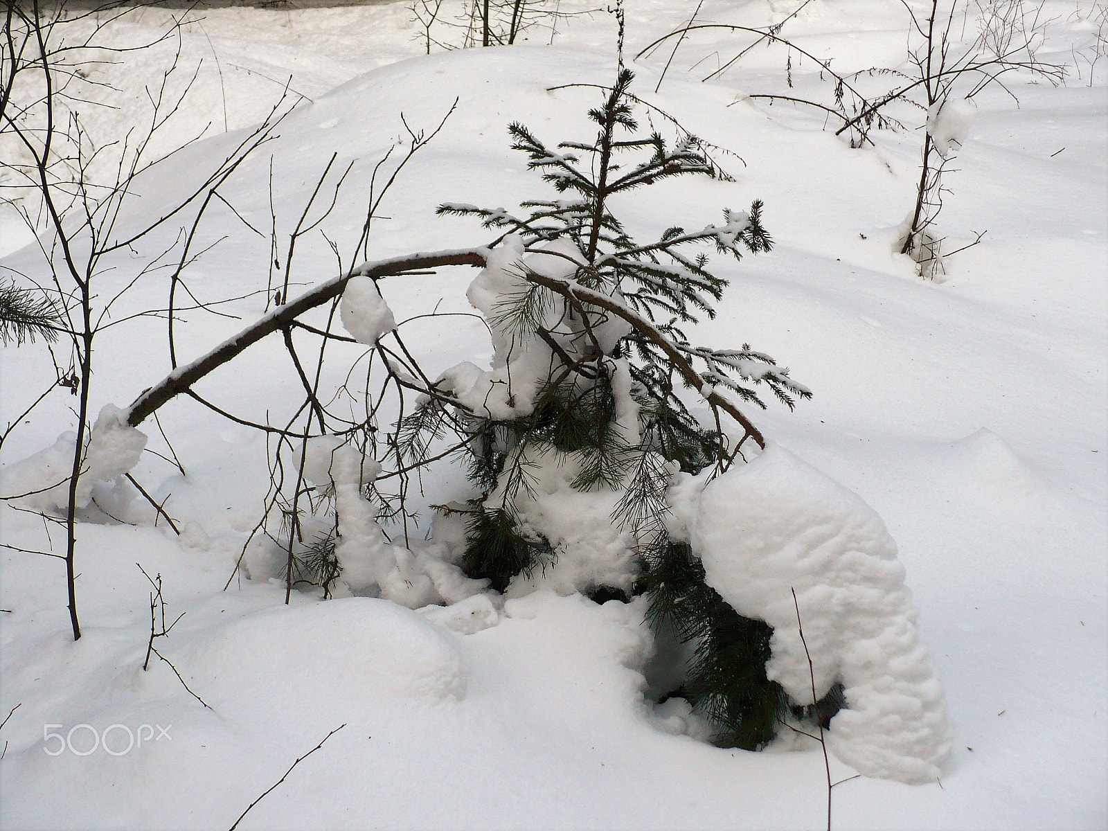 Panasonic DMC-LZ7 sample photo. Pine under snow photography