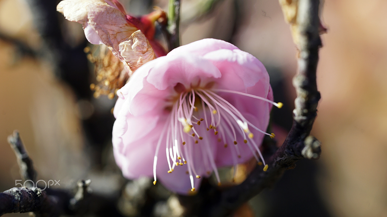 Sony a7S II + Sony FE 90mm F2.8 Macro G OSS sample photo. Contessa photography