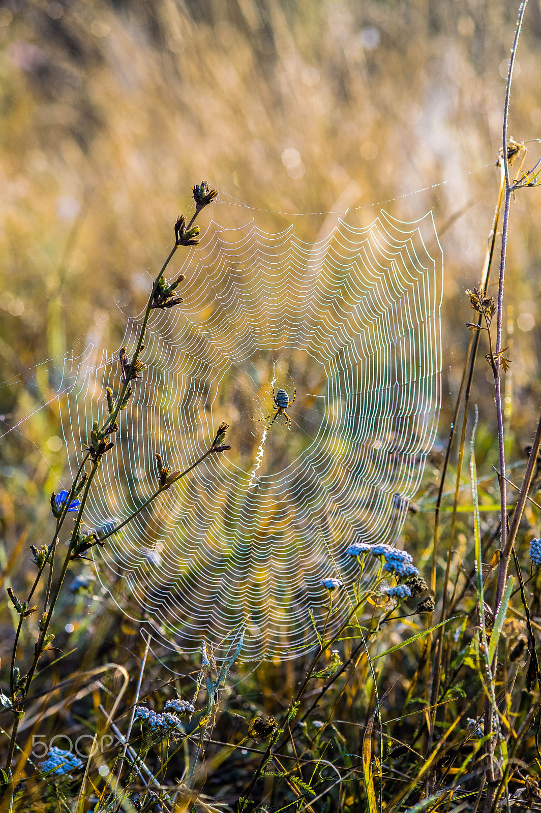 Nikon D3200 + Sigma 105mm F2.8 EX DG Macro sample photo. Argiope bruennichi photography