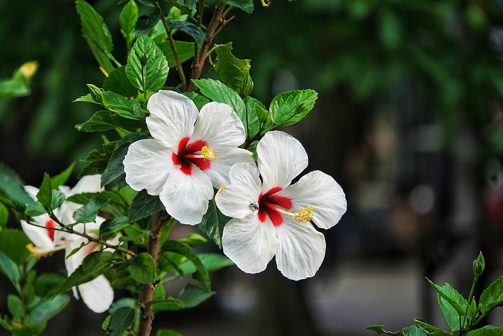 Sony E 18-200mm F3.5-6.3 OSS LE sample photo