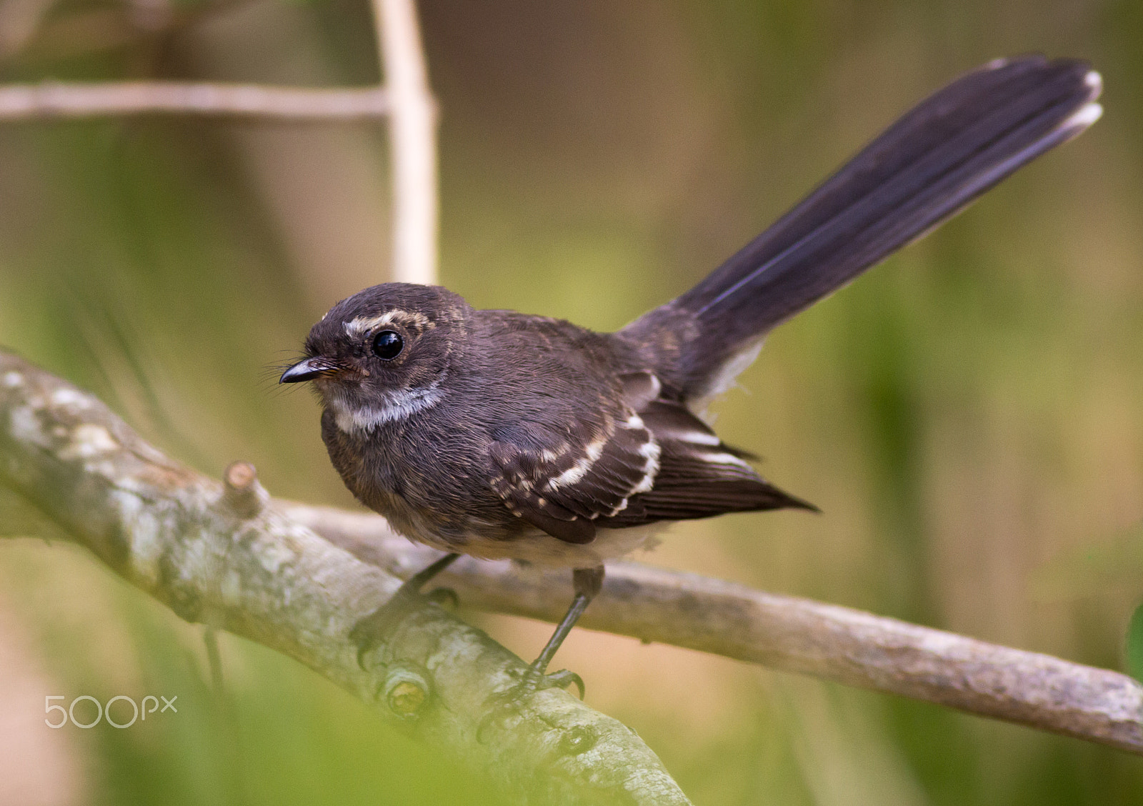 Canon EOS 700D (EOS Rebel T5i / EOS Kiss X7i) + Canon EF 400mm F5.6L USM sample photo. Grey fantail photography