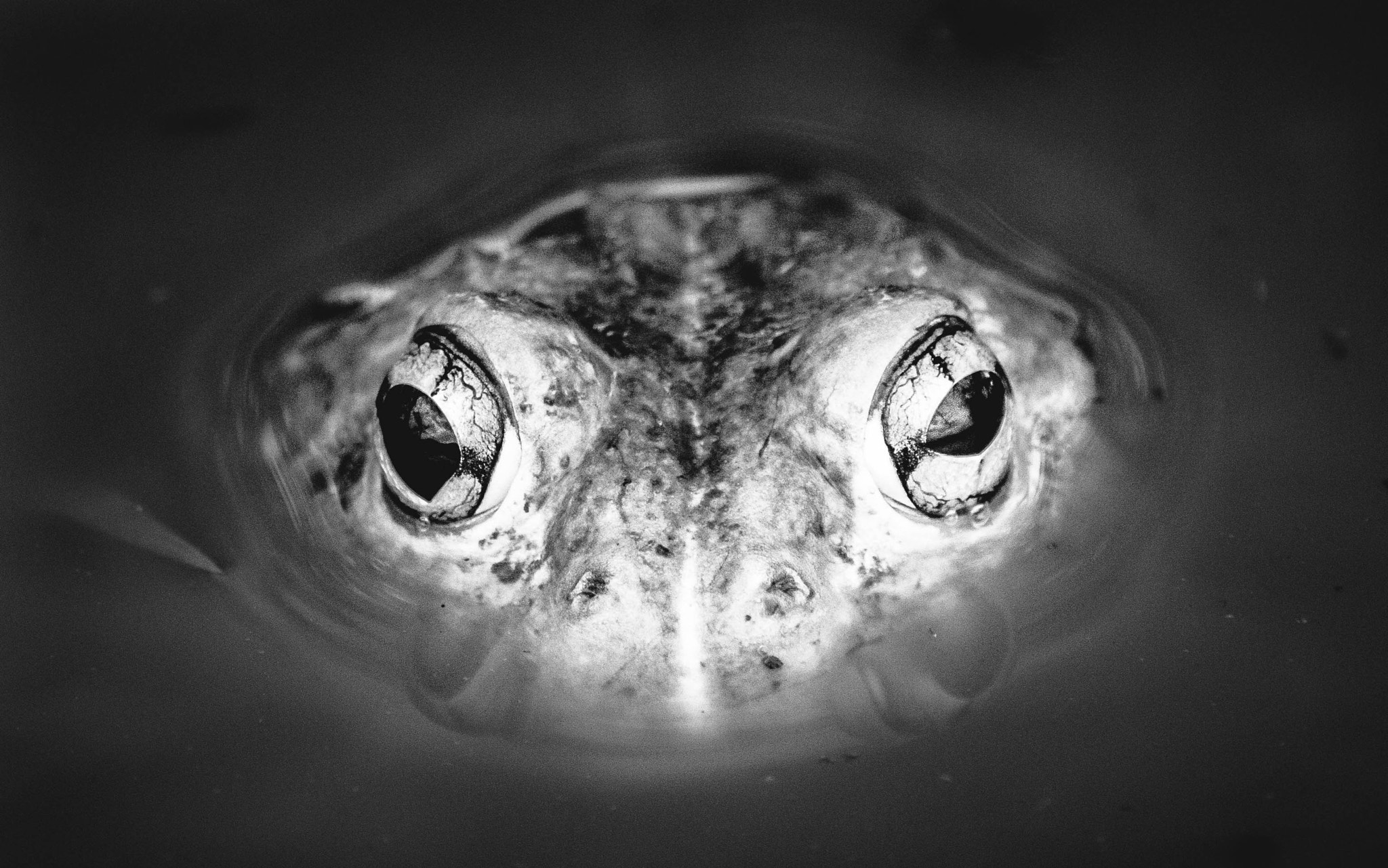 150-600mm F5-6.3 DG OS HSM | Contemporary 015 sample photo. Black and white bullfrog photography