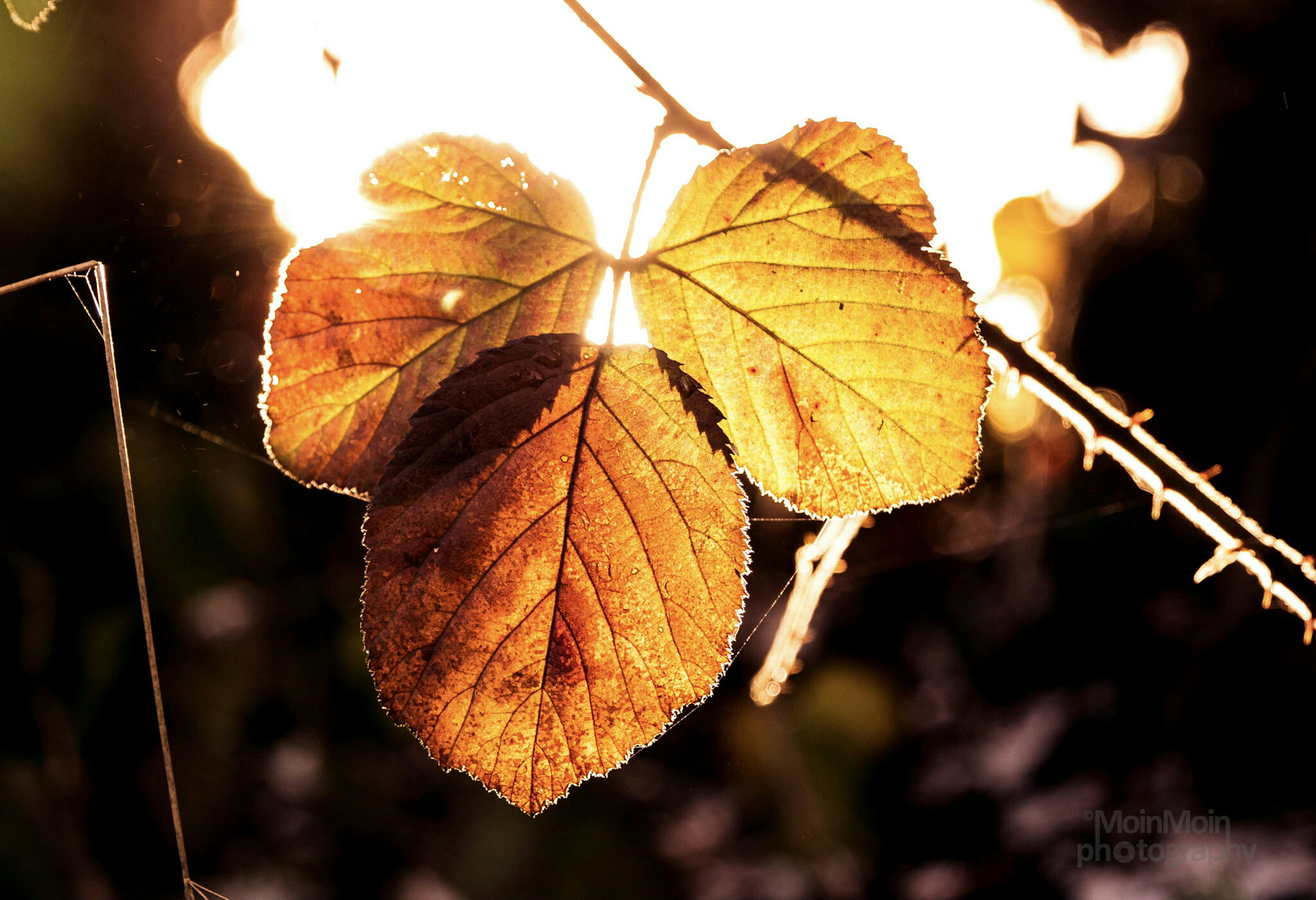 Panasonic DMC-G70 sample photo. Leaf  photography