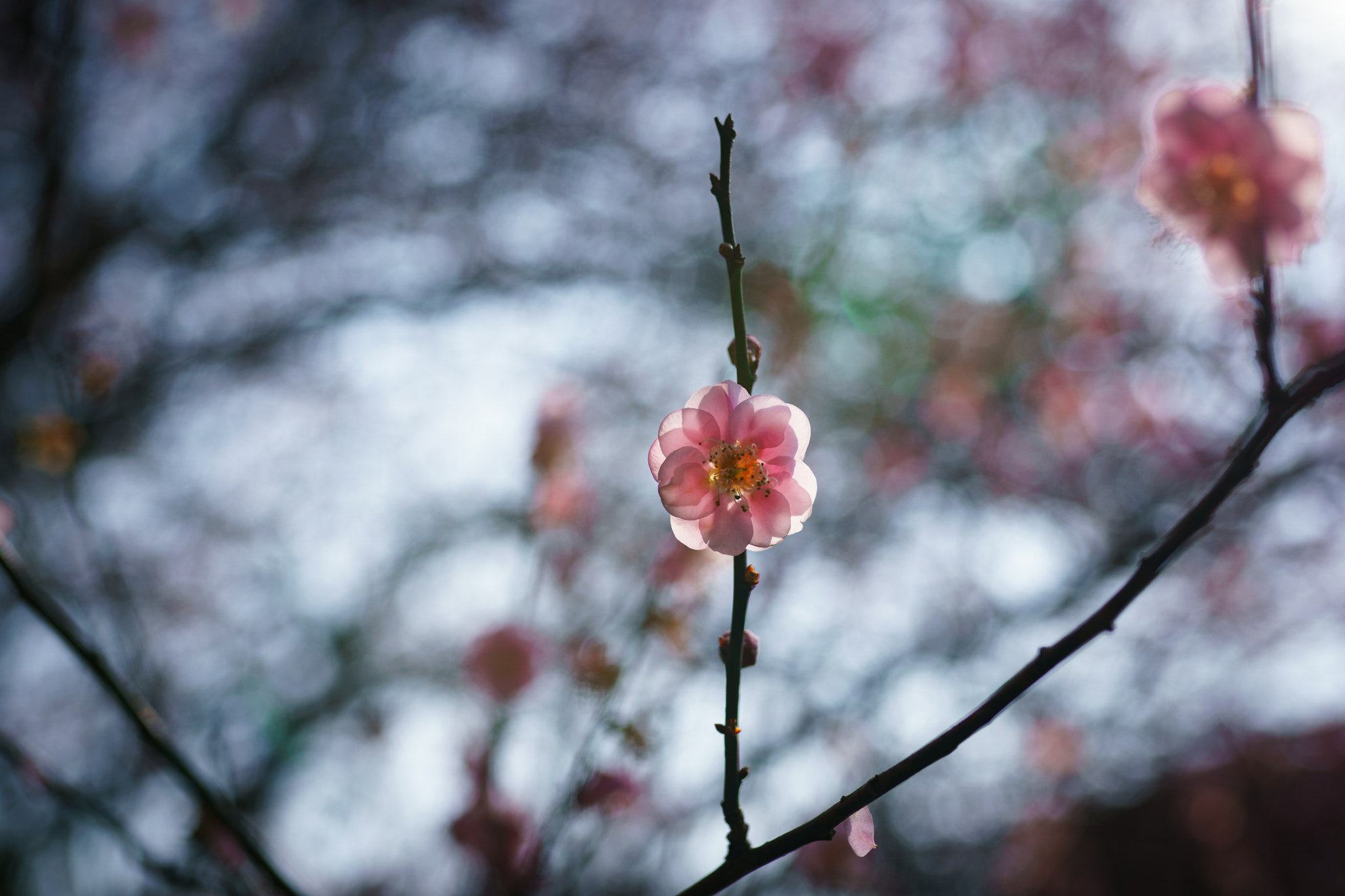 Sigma 35mm F1.4 DG HSM Art sample photo. 瑞峰-林阳寺-梅园 photography