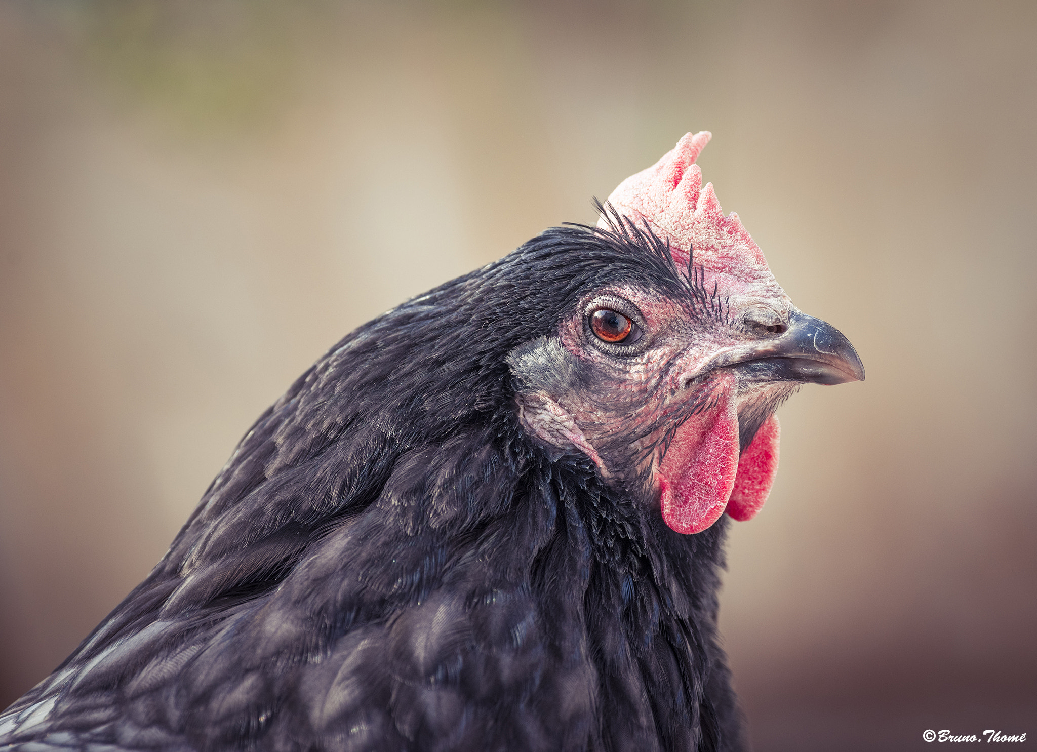 Pentax K-1 sample photo. Chicken photography