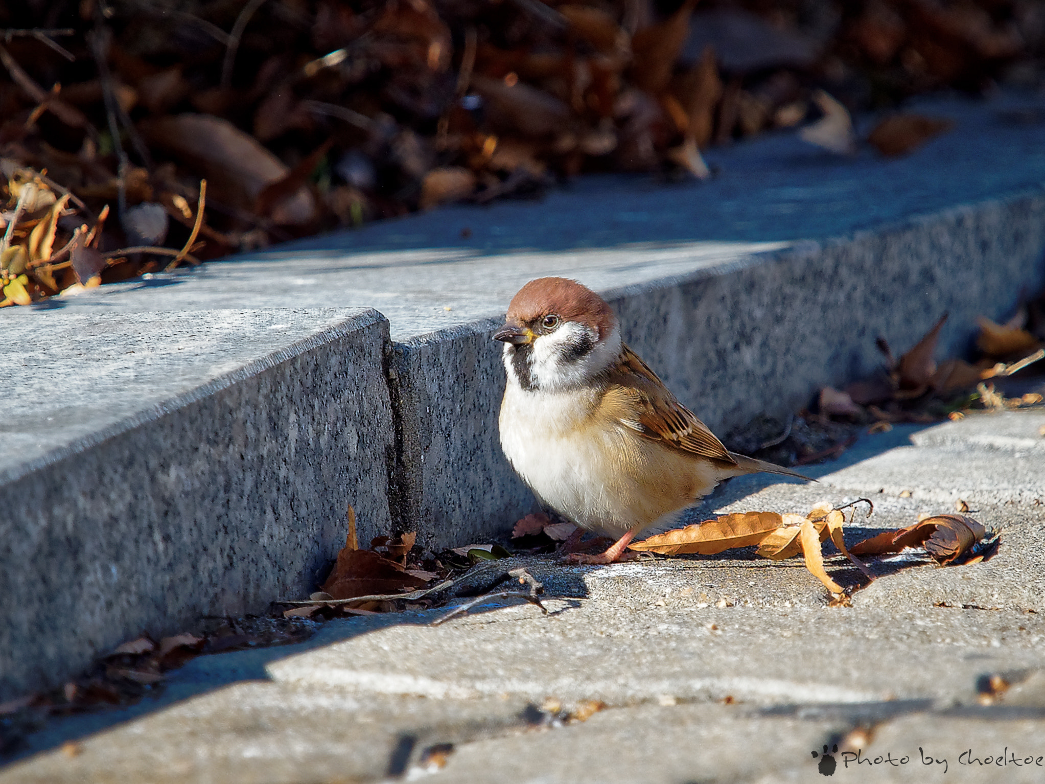 Olympus OM-D E-M5 II + Olympus M.Zuiko Digital ED 40-150mm F2.8 Pro sample photo. European tree sparrow photography