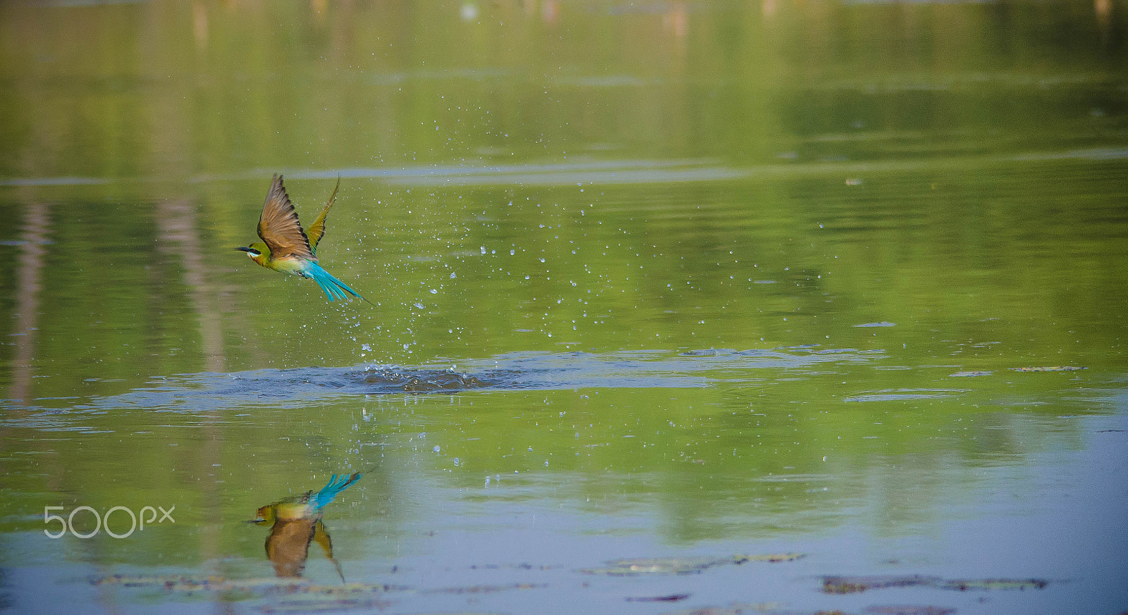 Sigma 150-500mm F5-6.3 DG OS HSM sample photo. Bee eater photography