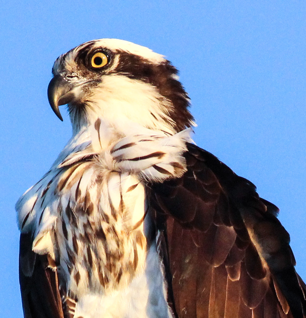 Canon EOS 600D (Rebel EOS T3i / EOS Kiss X5) + Canon EF 400mm F5.6L USM sample photo. Osprey portrait photography