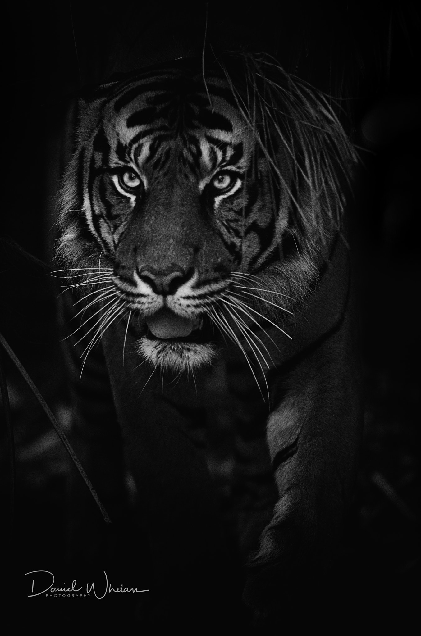 Nikon AF-S Nikkor 400mm F2.8E FL ED VR sample photo. Hutan - sumatran tiger photography