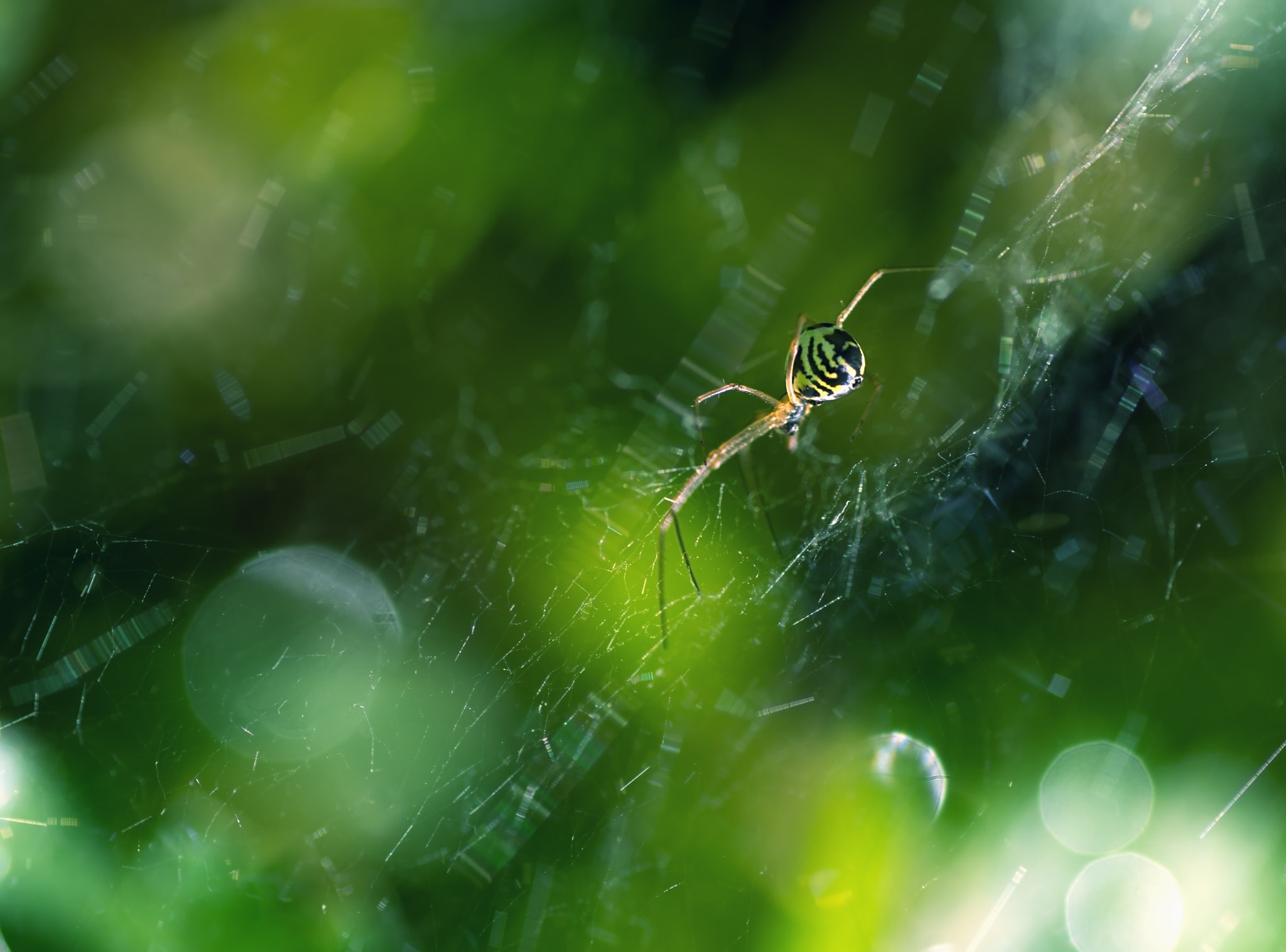 Pentax K-30 + Tamron SP AF 90mm F2.8 Di Macro sample photo. В сети... photography