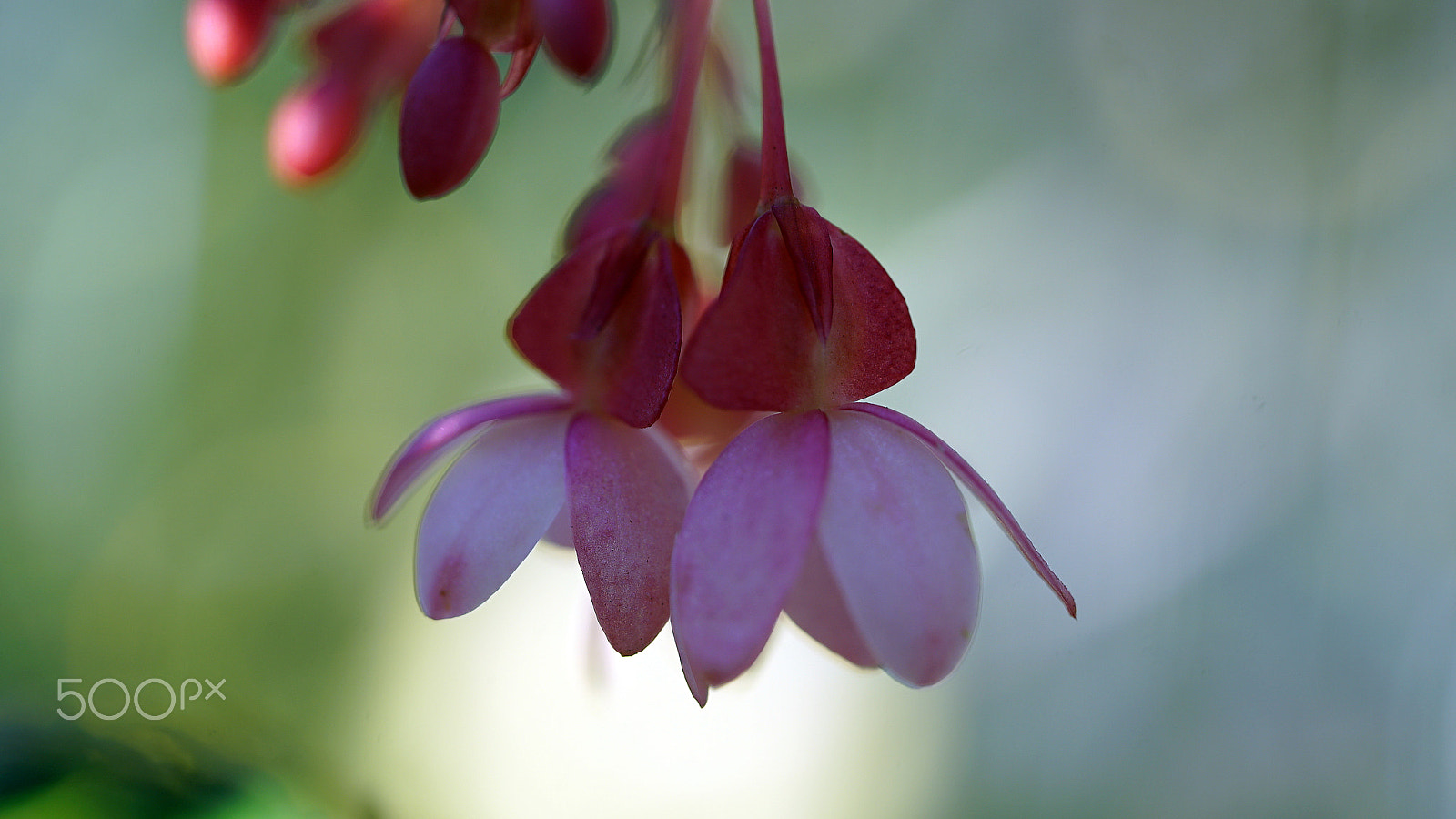 Sony a7S II + Sony FE 90mm F2.8 Macro G OSS sample photo. What we got to lose photography