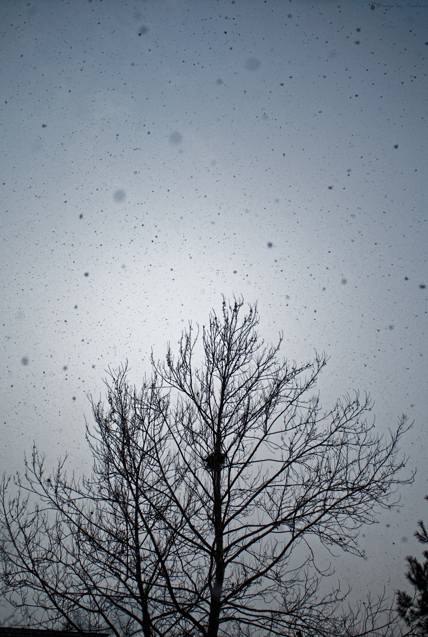 Olympus OM-D E-M5 II + OLYMPUS M.25mm F1.2 sample photo. Winter tree photography