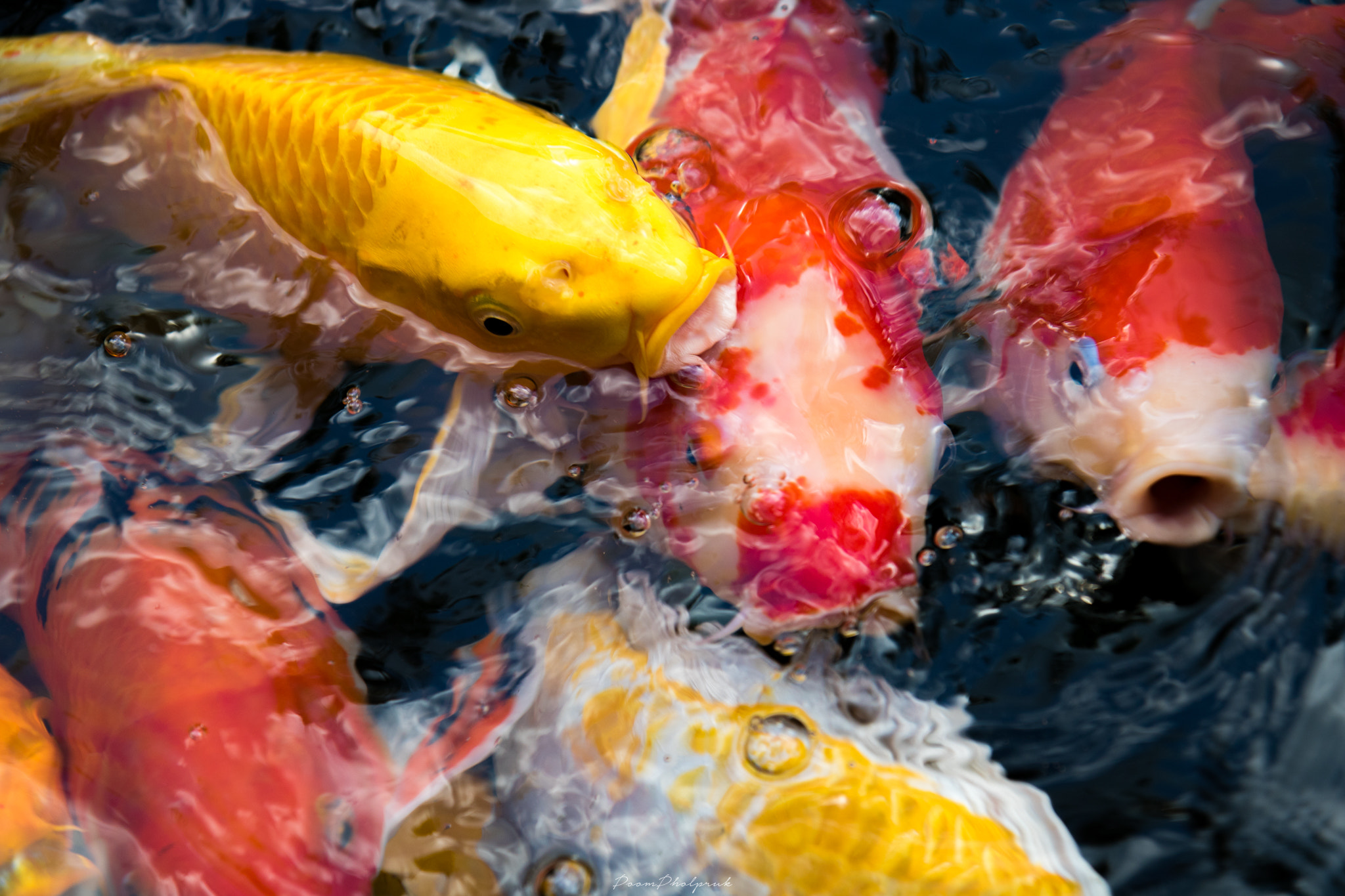Canon EOS 750D (EOS Rebel T6i / EOS Kiss X8i) sample photo. Competitive fish photography