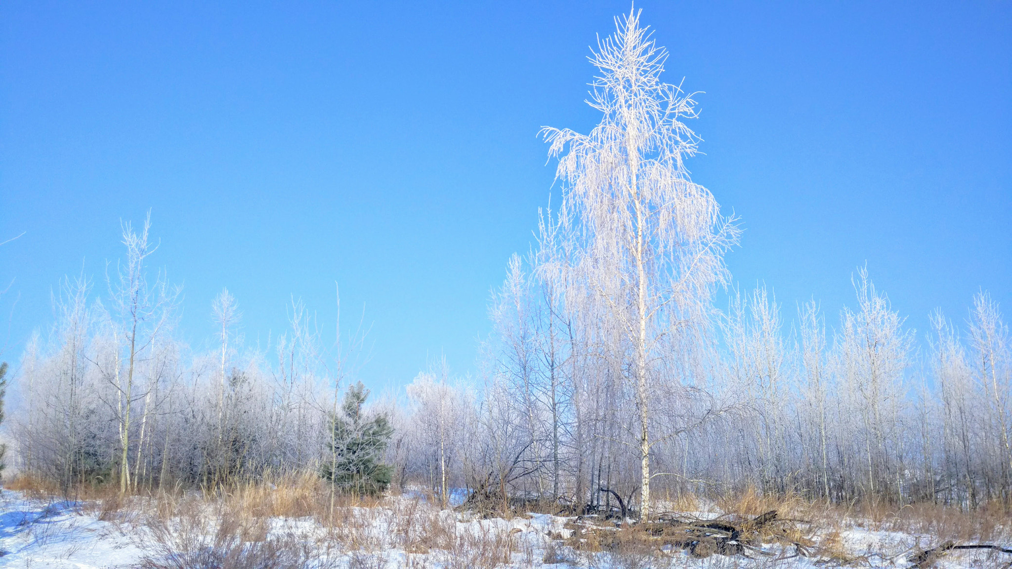 Xiaomi Mi-4c sample photo. Img_20170116_103534.jpg photography