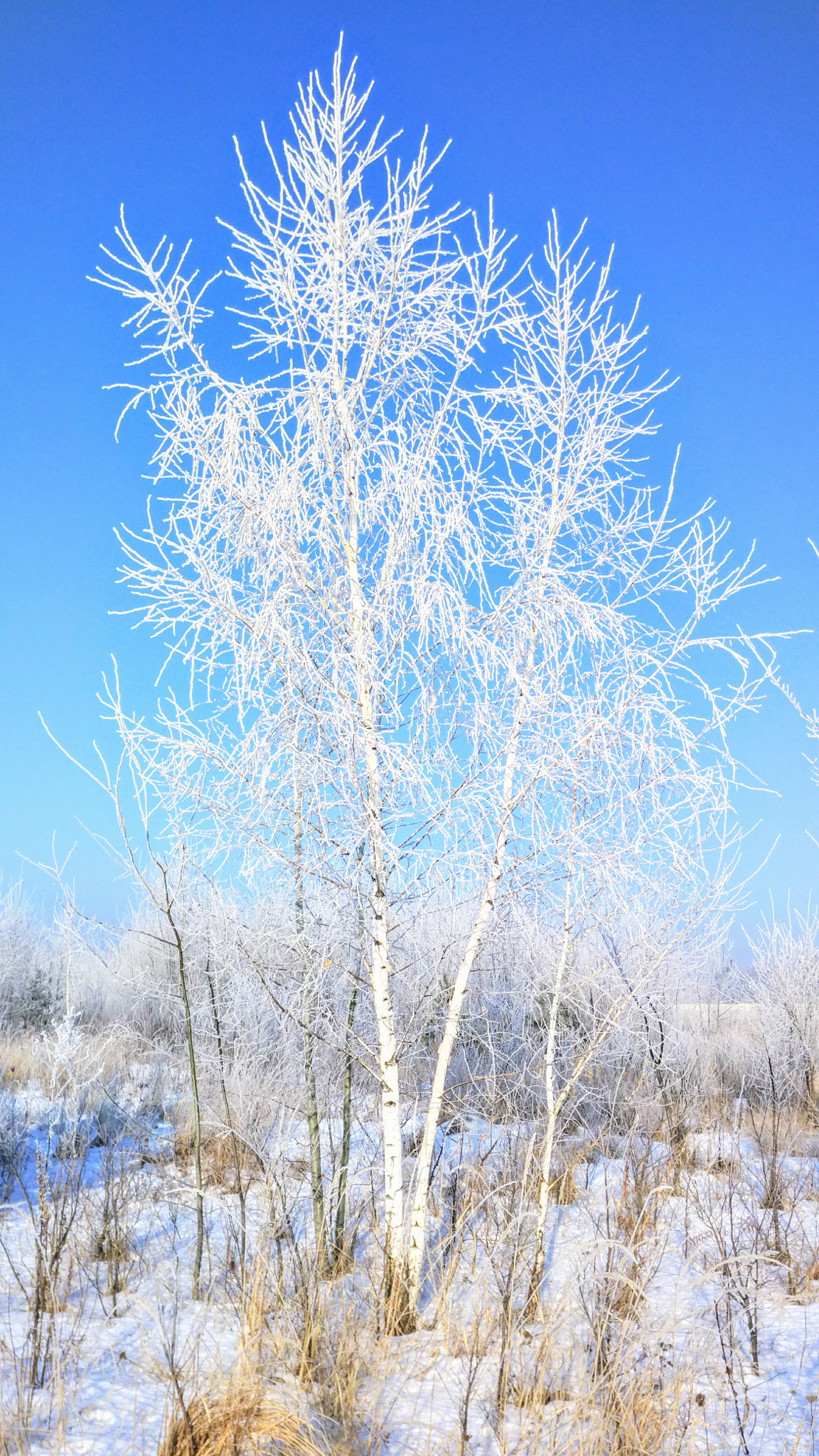 Xiaomi Mi-4c sample photo. Img_20170116_105238.jpg photography