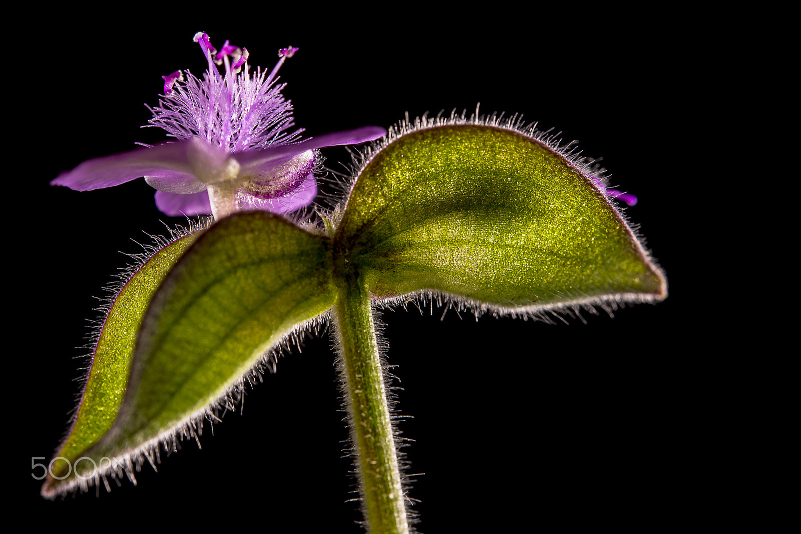 Nikon AF-S Micro-Nikkor 60mm F2.8G ED sample photo. A simple spiderwort flower photography