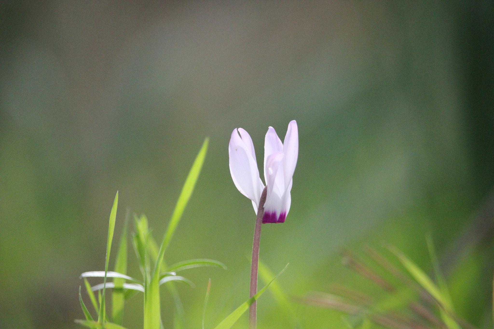 Canon EF-S 55-250mm F4-5.6 IS STM sample photo. Fly away photography