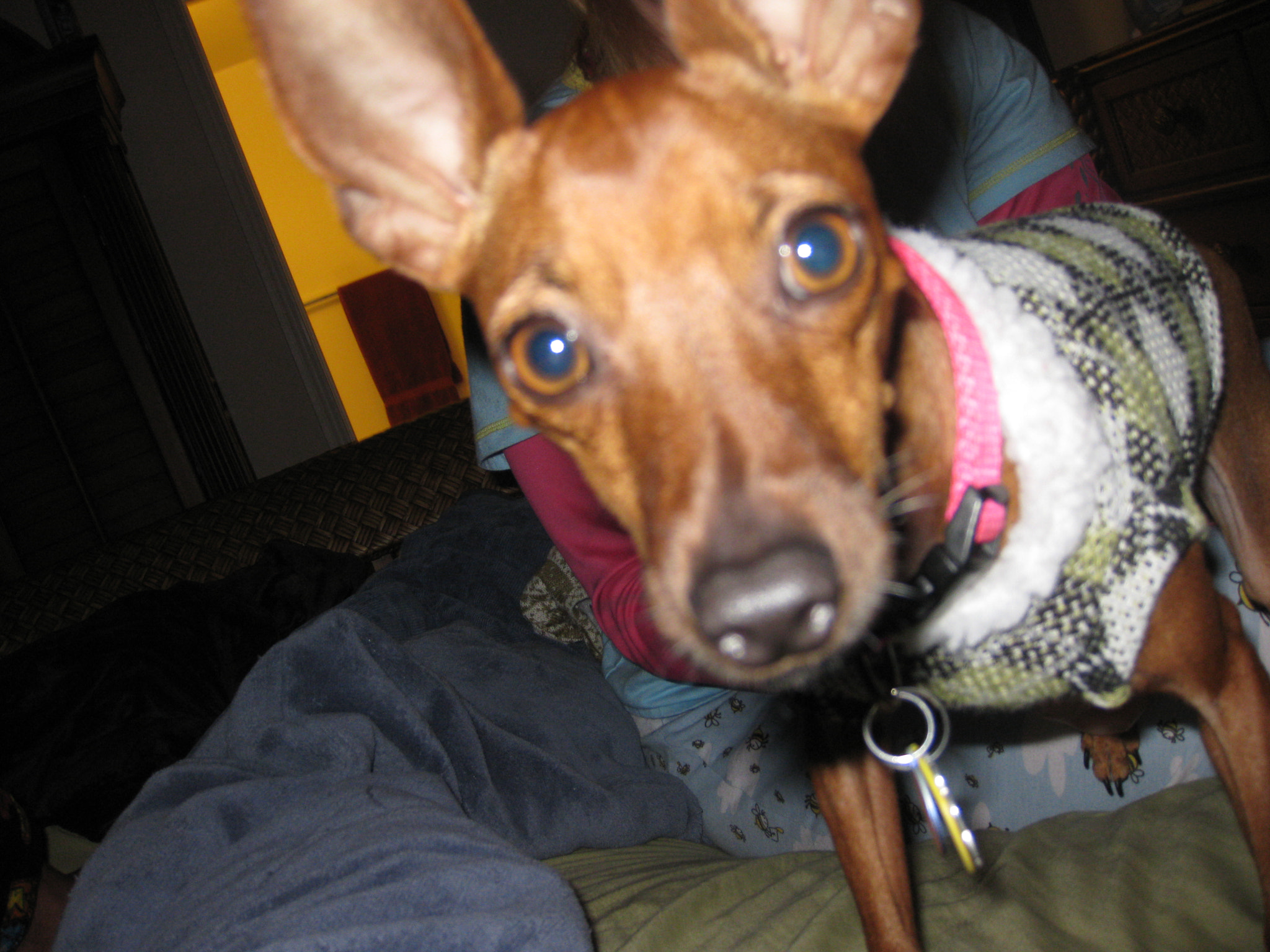 Canon PowerShot SD890 IS (Digital IXUS 970 IS / IXY Digital 820 IS) sample photo. Minpin photography