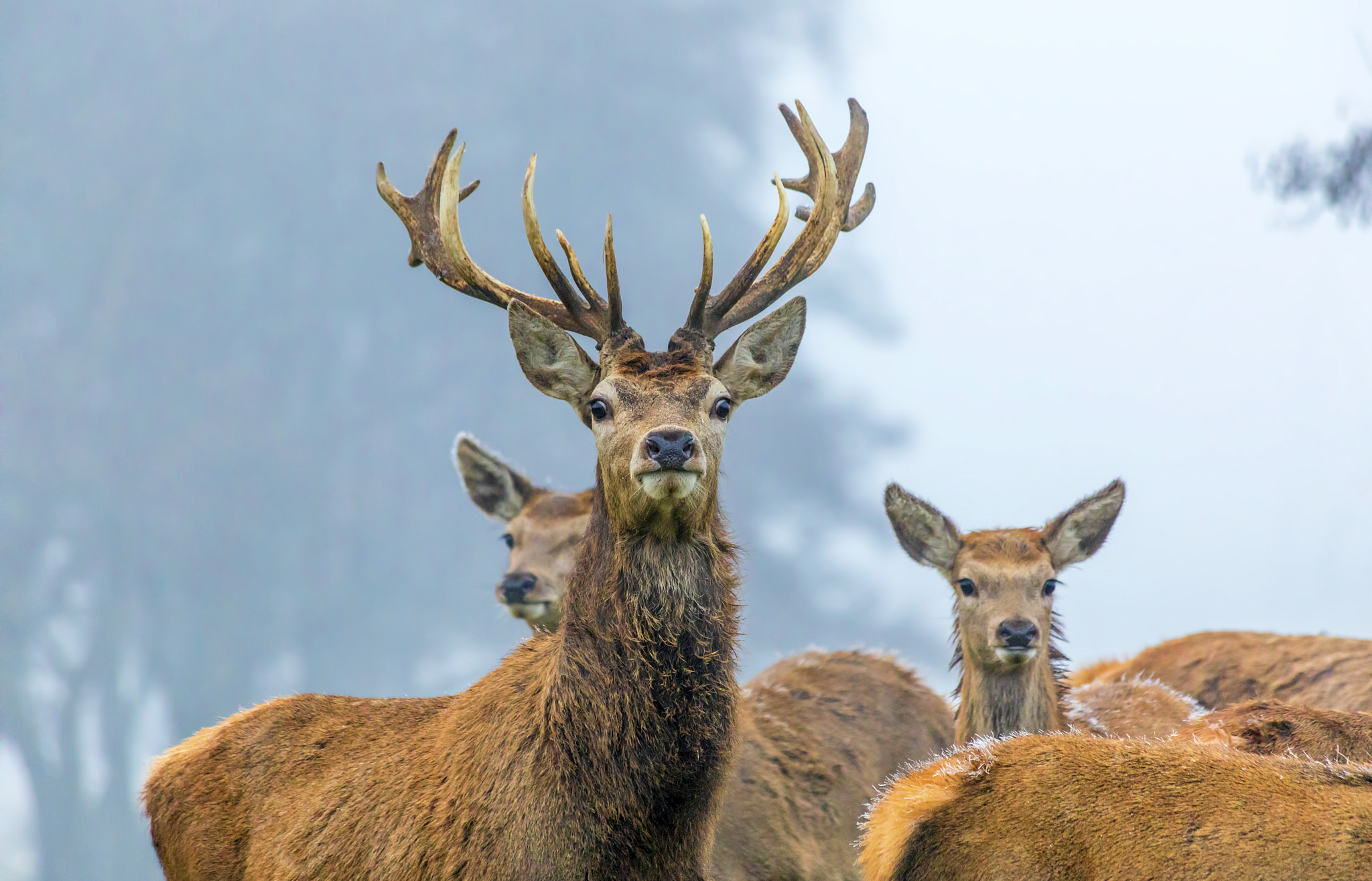 Canon EF 70-300mm F4-5.6 IS USM sample photo. Frosty stare photography