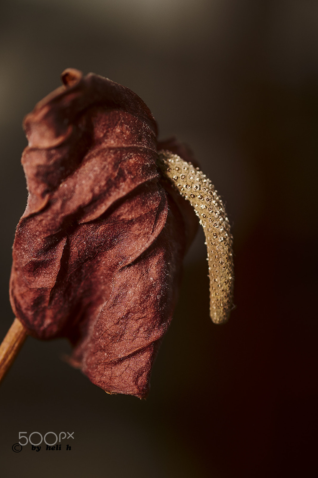 Fujifilm X-T1 + Fujifilm XF 60mm F2.4 R Macro sample photo. Hang on photography