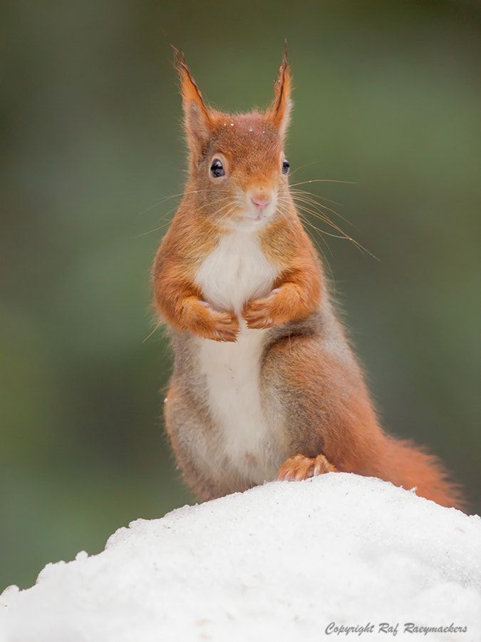 Canon EF 600mm F4L IS II USM sample photo. Squirrel in winter setting.. photography