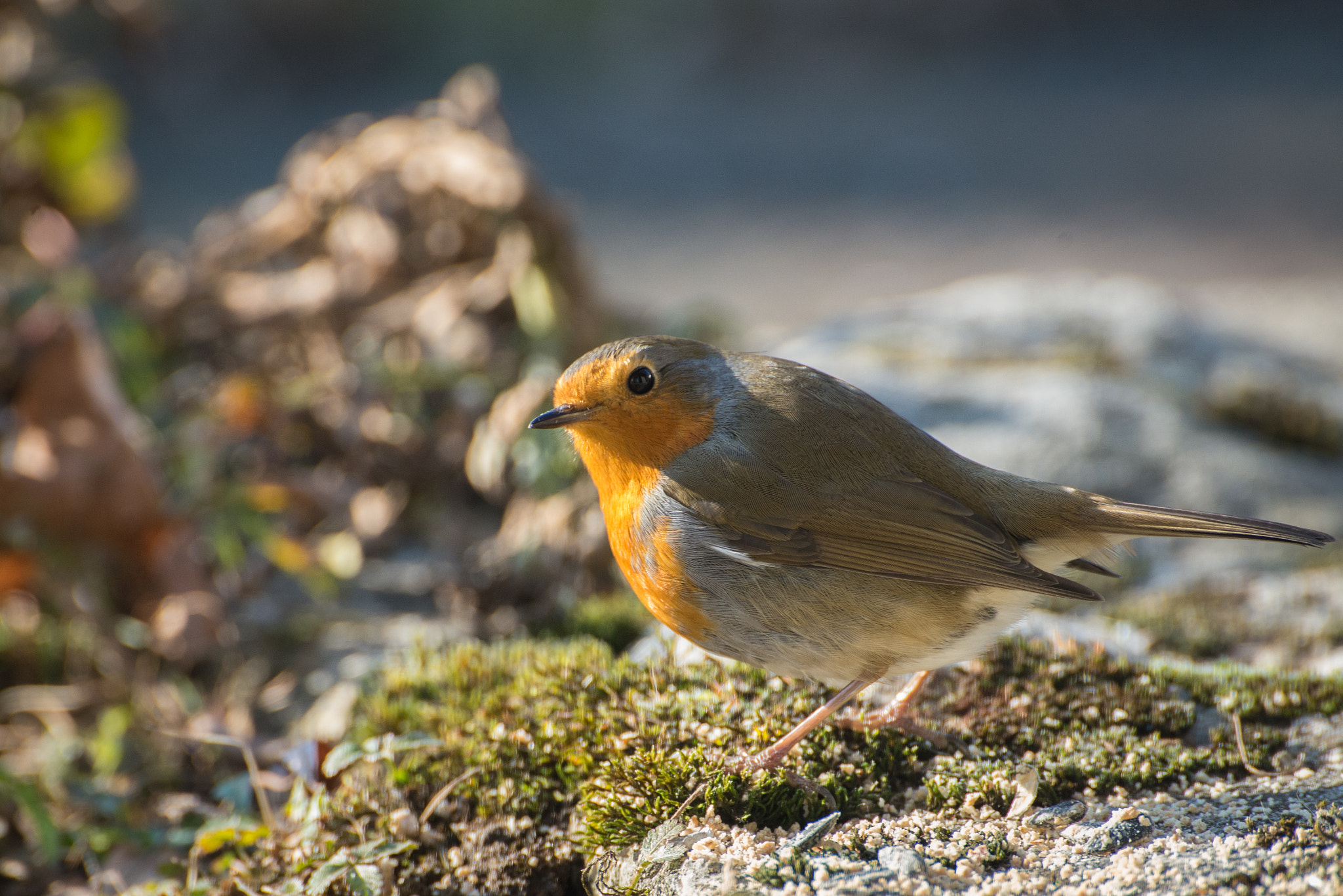 Nikon D600 sample photo. Redbreast photography