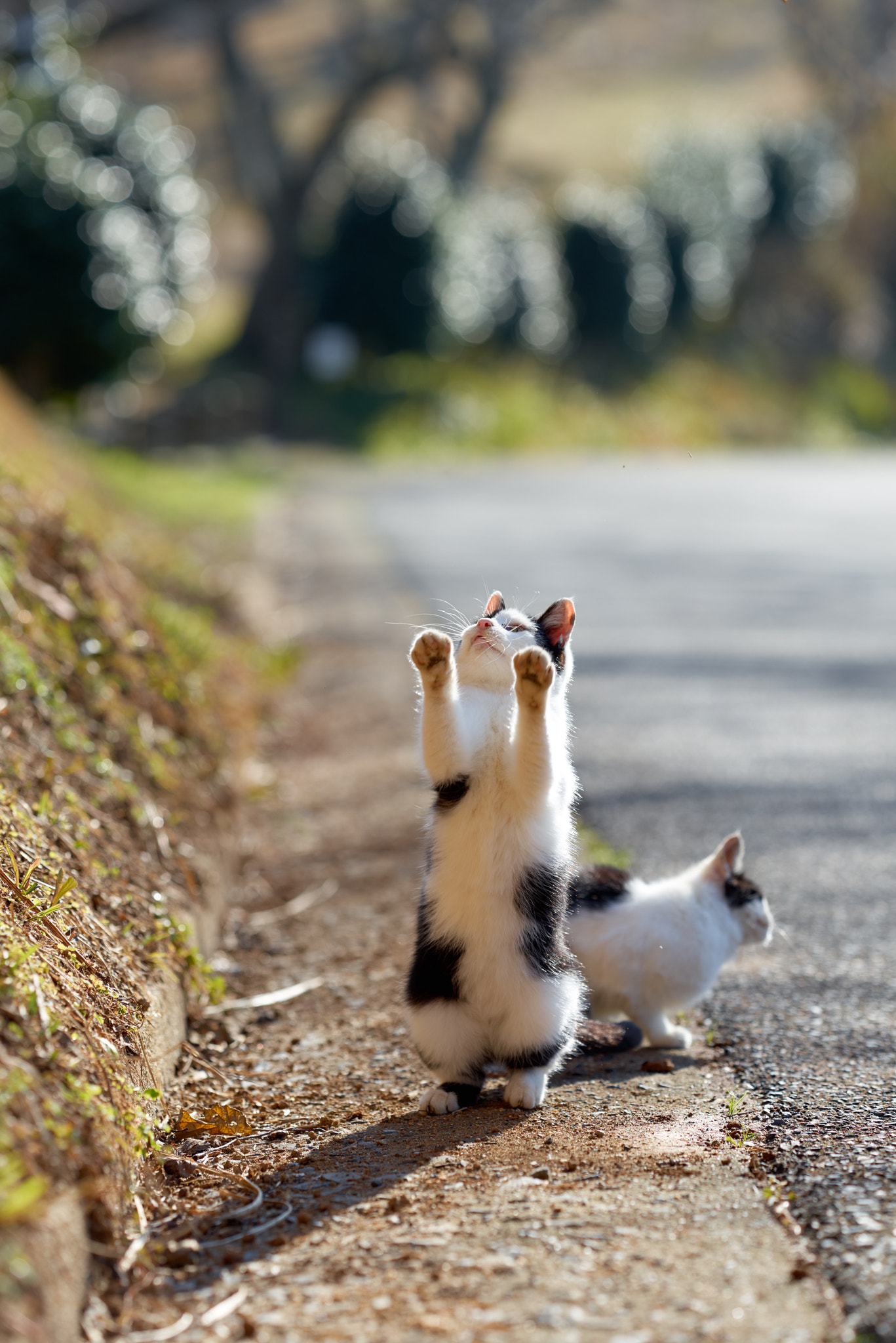 ZEISS Apo Sonnar T* 135mm F2 sample photo. Cat photography