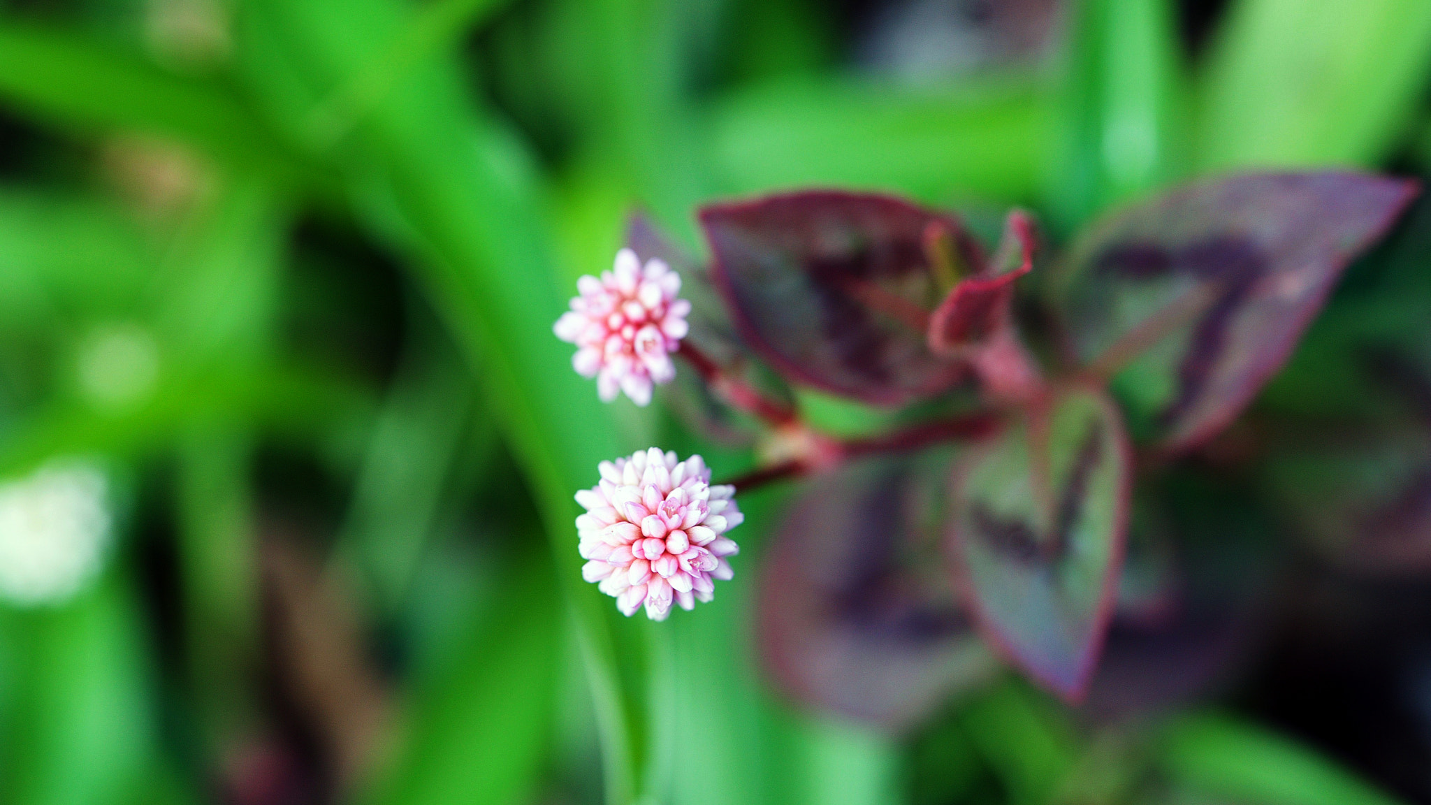 Sony a7S II + Sony FE 90mm F2.8 Macro G OSS sample photo. Well who would have guessed photography