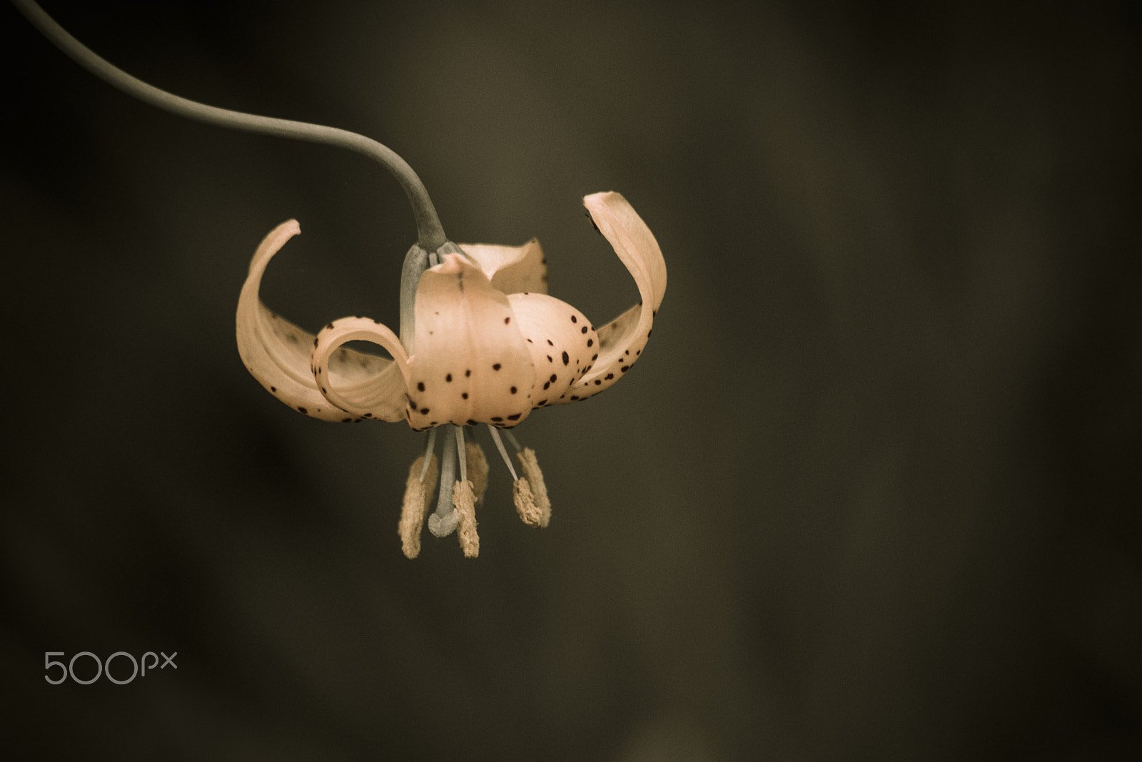 Nikon D810 sample photo. Wiggin's lily flower in bloom photography