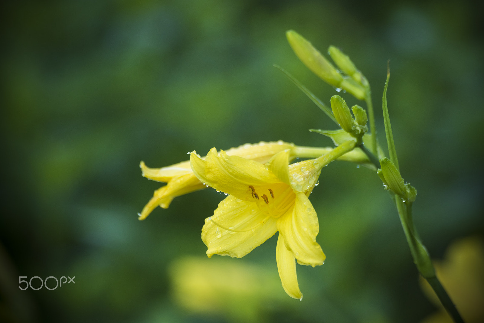 Nikon D810 + Tamron SP 70-300mm F4-5.6 Di VC USD sample photo. Daylily flower in bloom photography