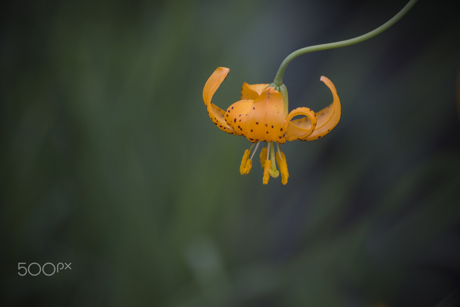 Nikon D810 sample photo. Wiggin's lily flower in bloom photography