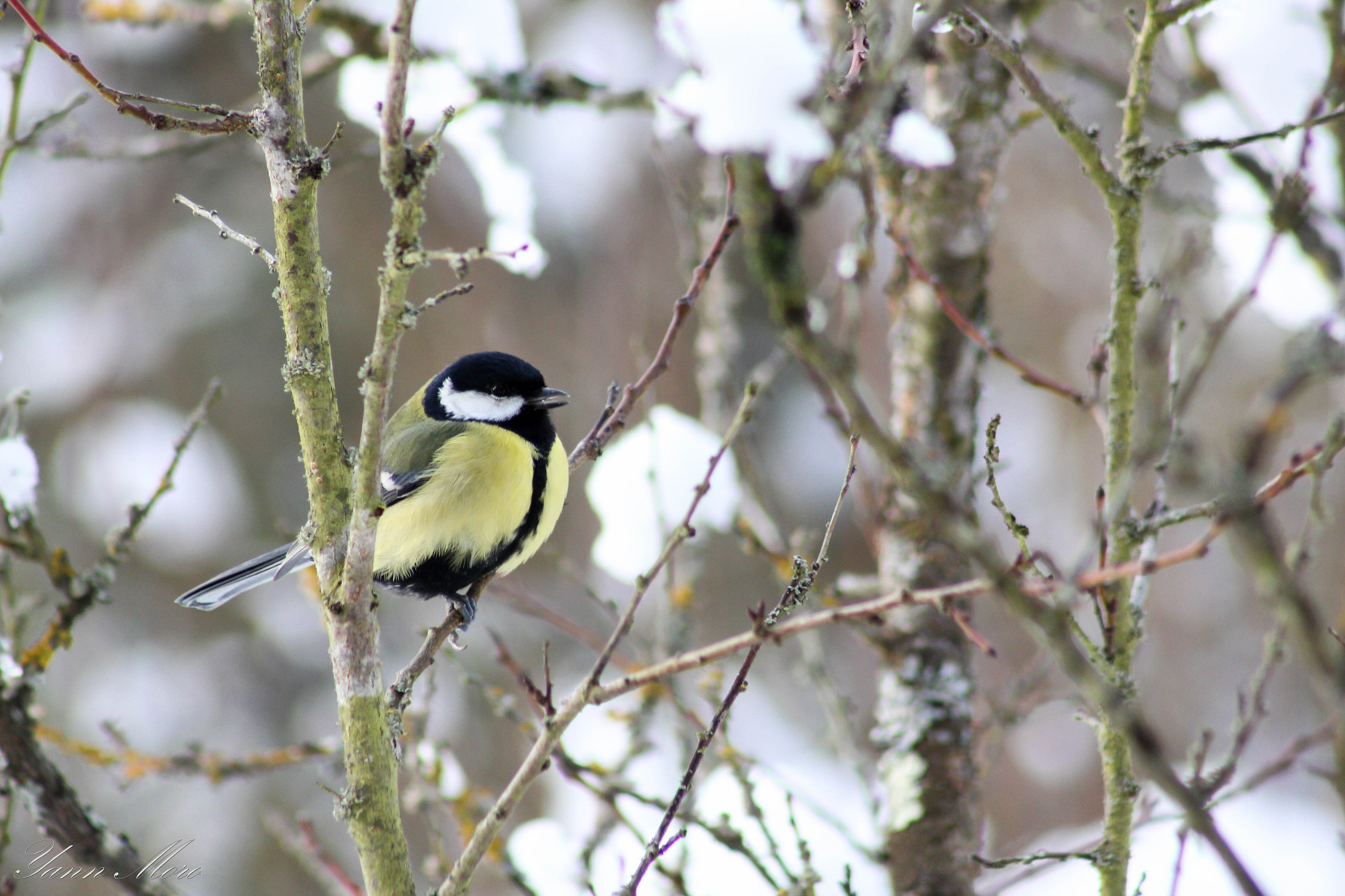 Canon EF 75-300mm f/4-5.6 USM sample photo. Mésange photography