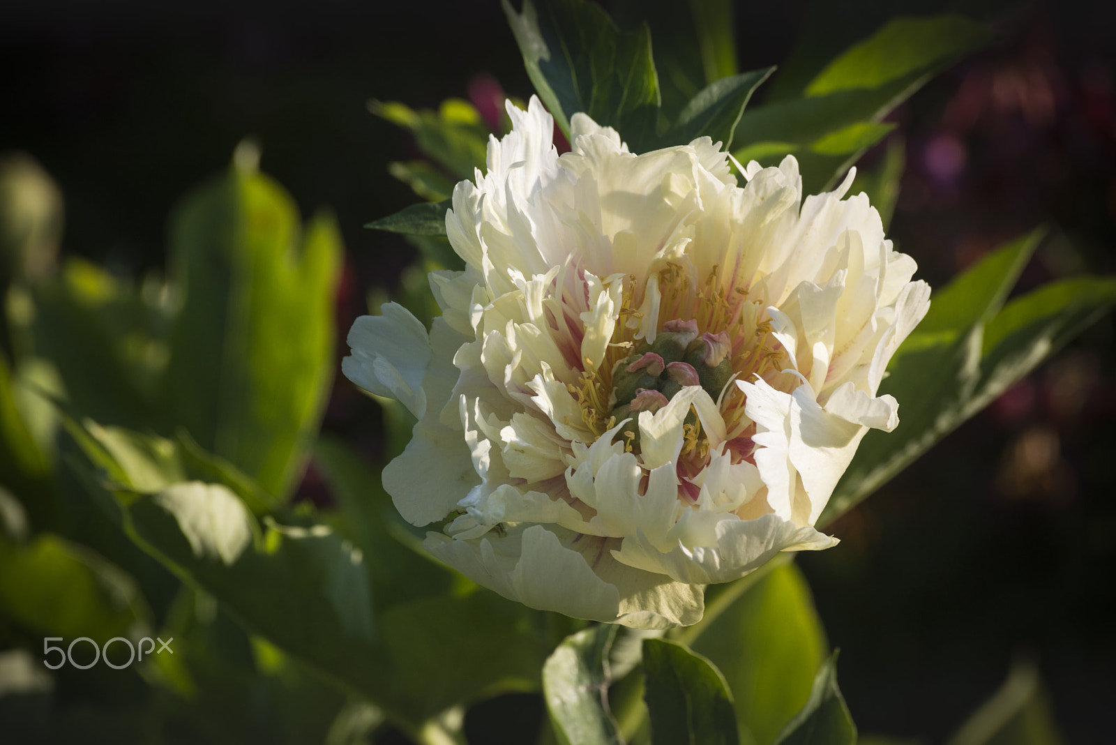 Nikon D810 + Tamron SP 70-300mm F4-5.6 Di VC USD sample photo. Itch peony flower in bloom photography
